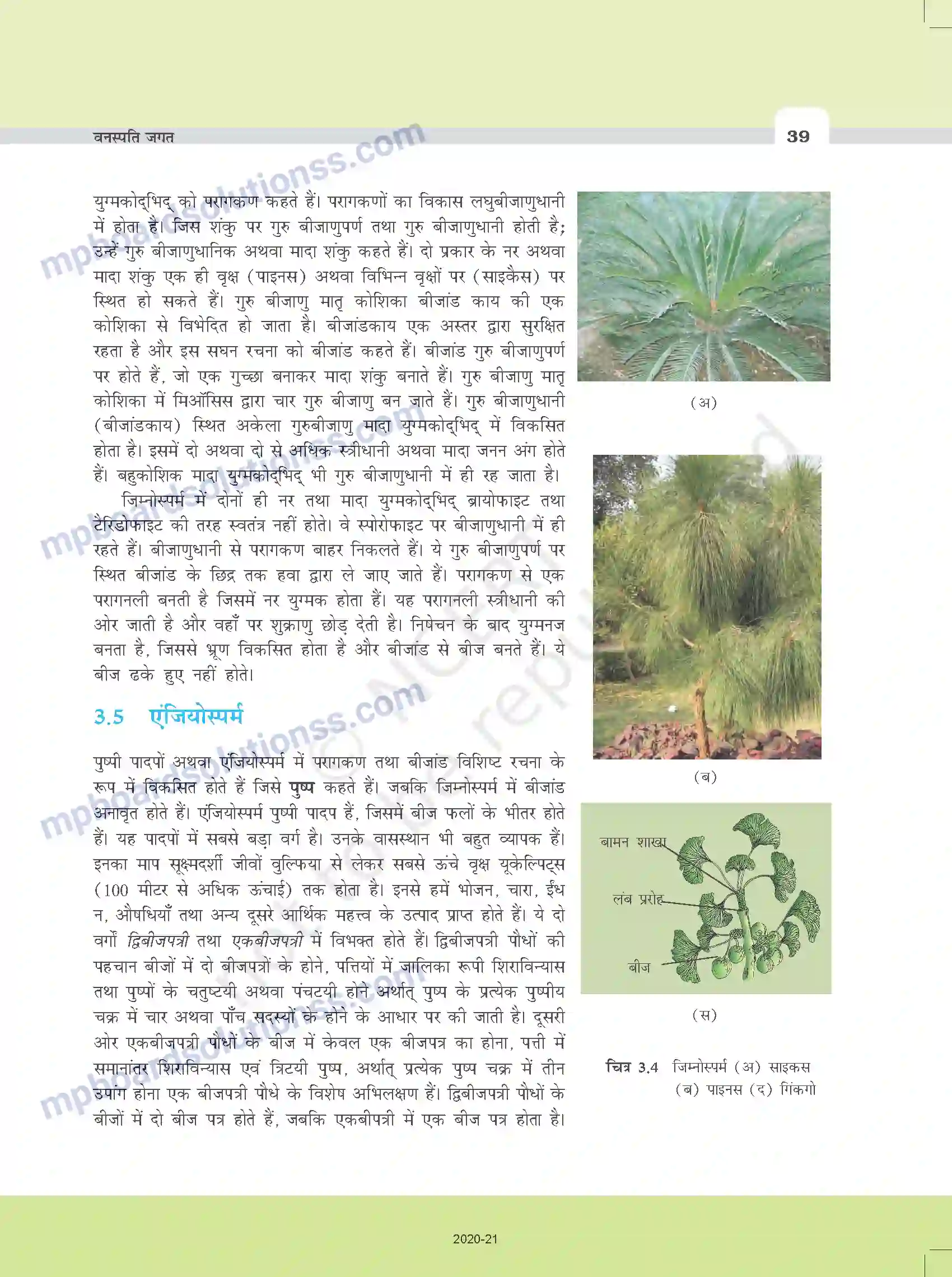 MP Board Book for Class 11 Biology वनस्पति जगत Image 11