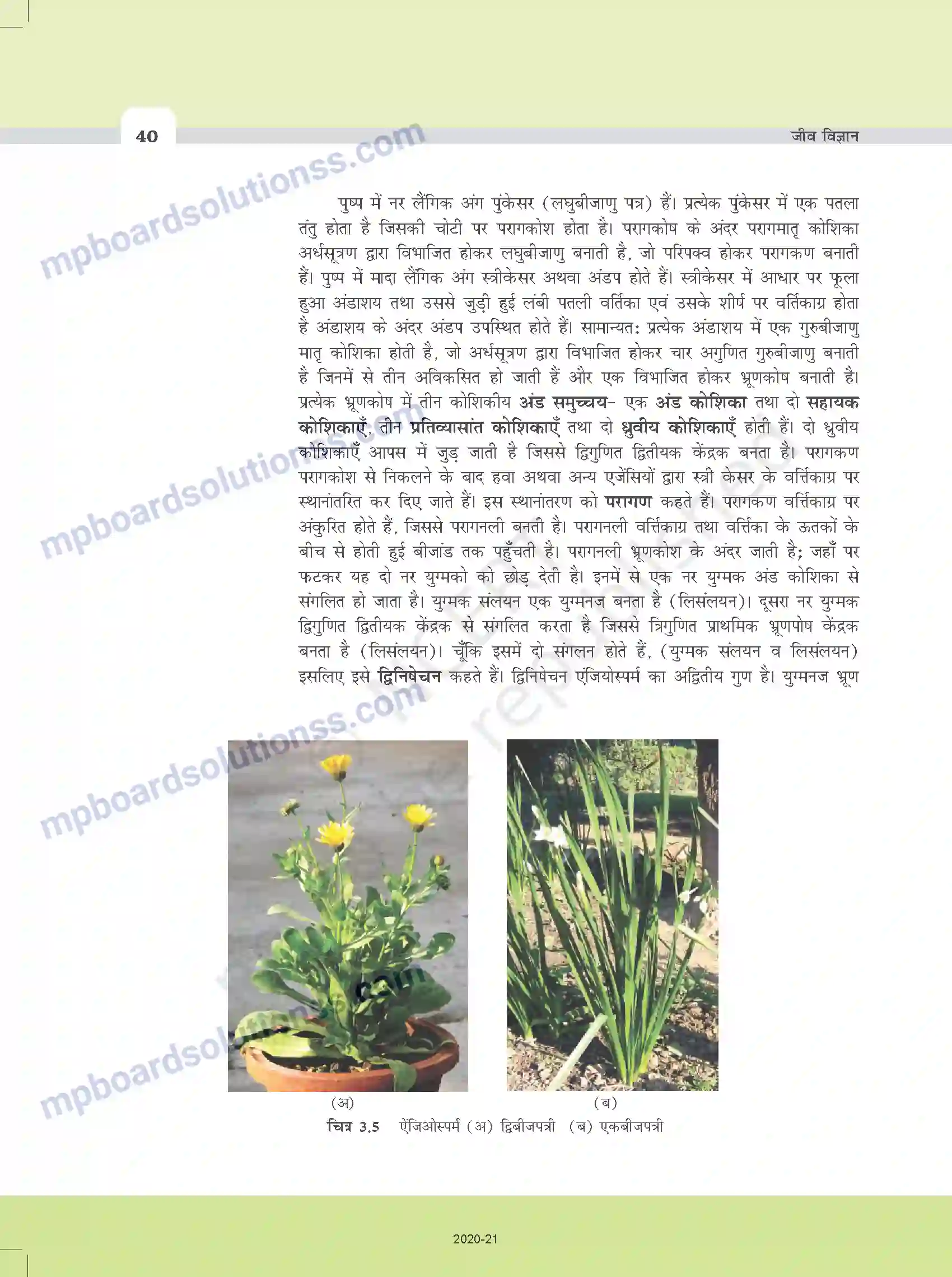 MP Board Book for Class 11 Biology वनस्पति जगत Image 12