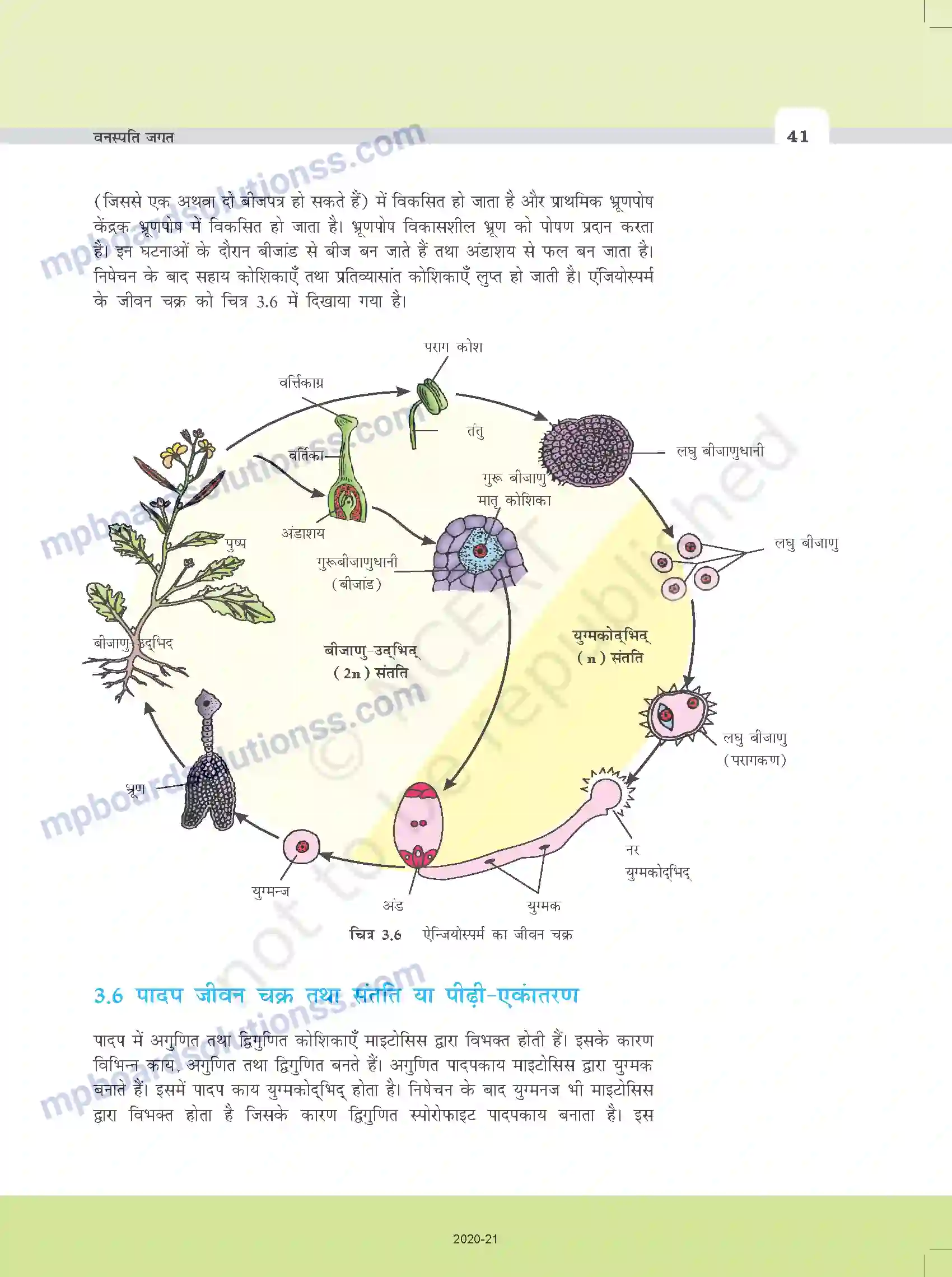 MP Board Book for Class 11 Biology वनस्पति जगत Image 13