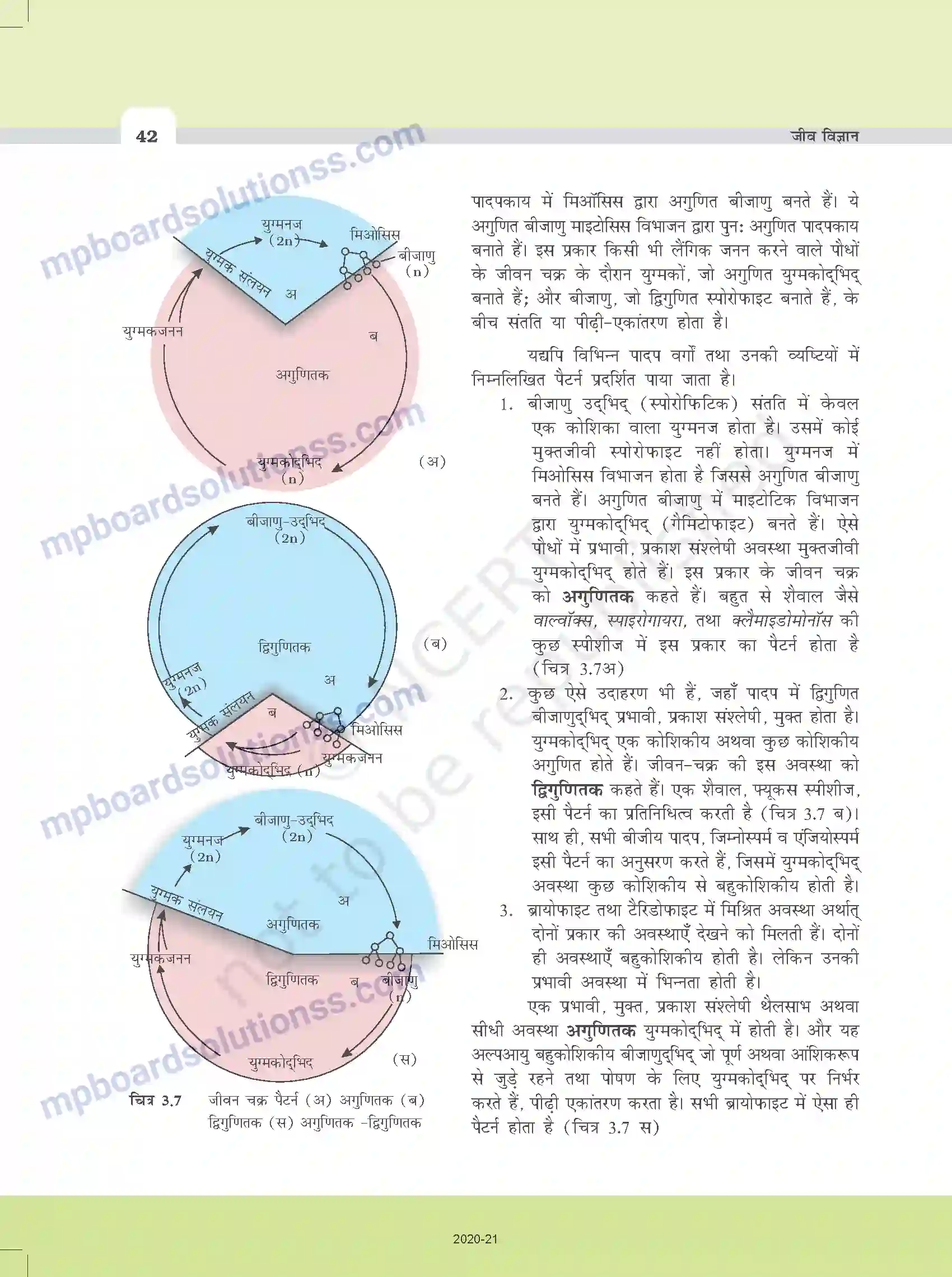 MP Board Book for Class 11 Biology वनस्पति जगत Image 14
