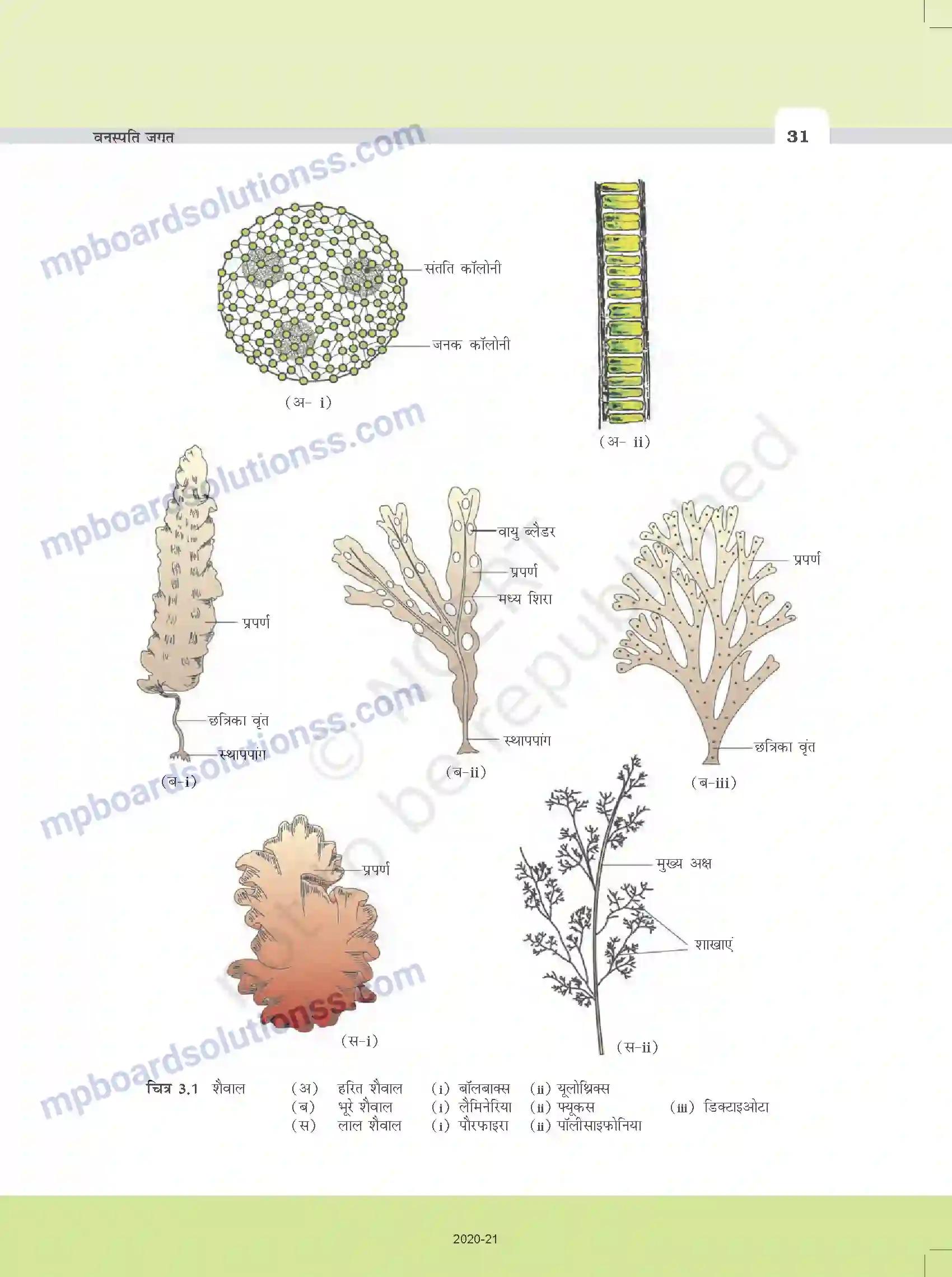 MP Board Book for Class 11 Biology वनस्पति जगत Image 3