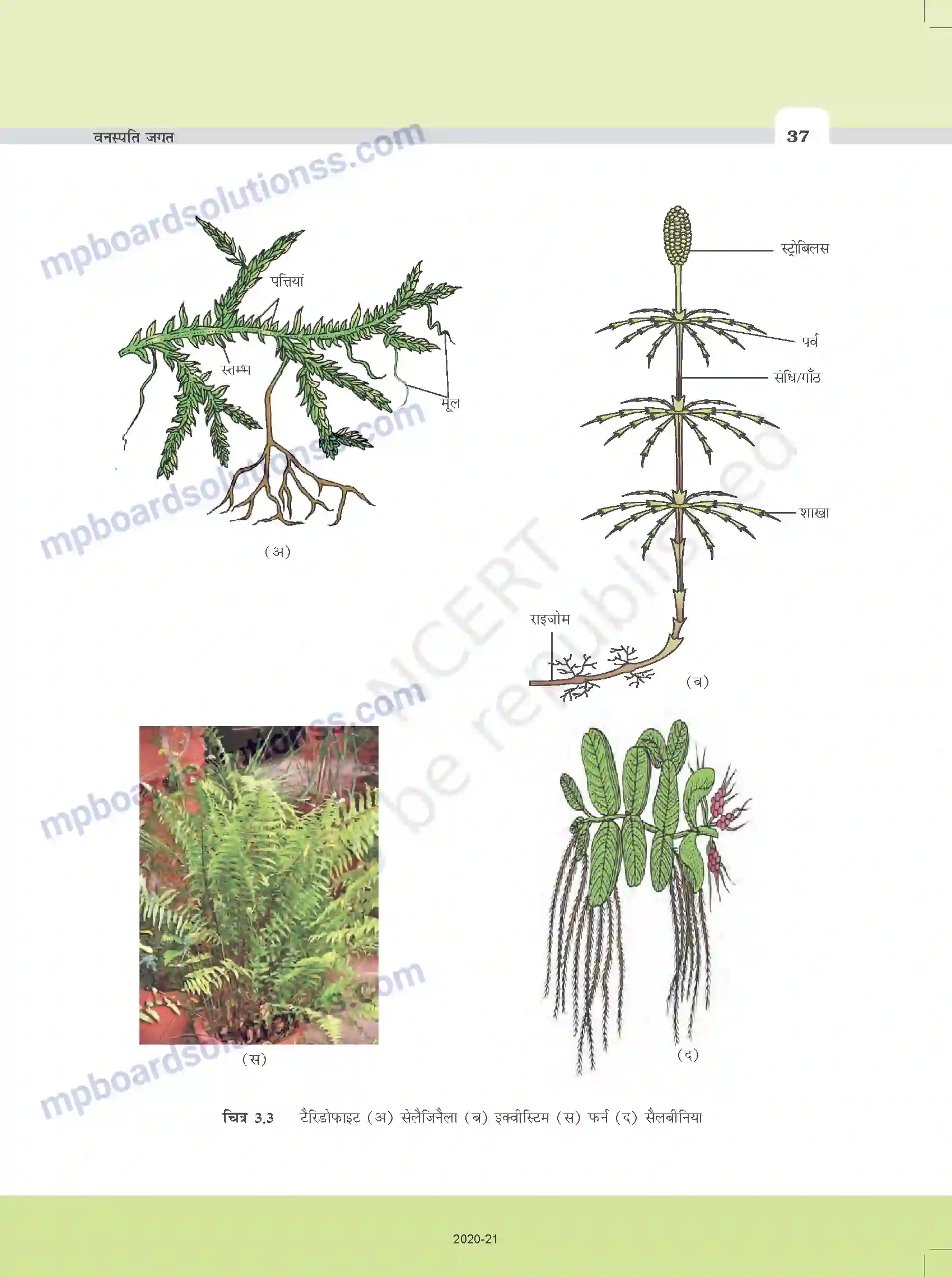 MP Board Book for Class 11 Biology वनस्पति जगत Image 9