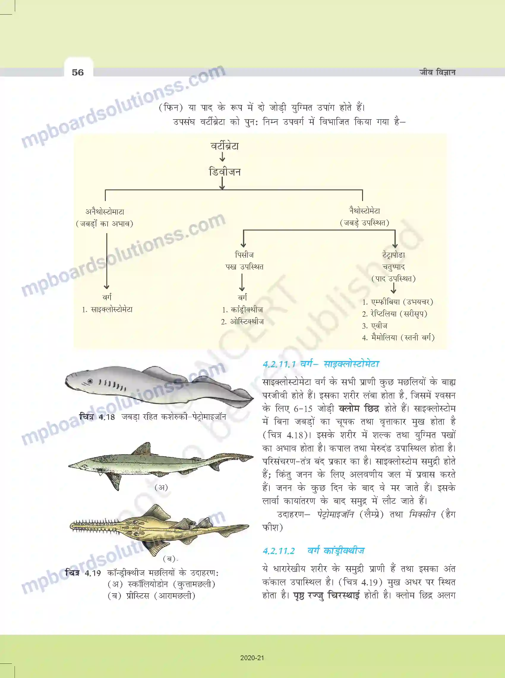 MP Board Book for Class 11 Biology प्राणि जगत Image 11
