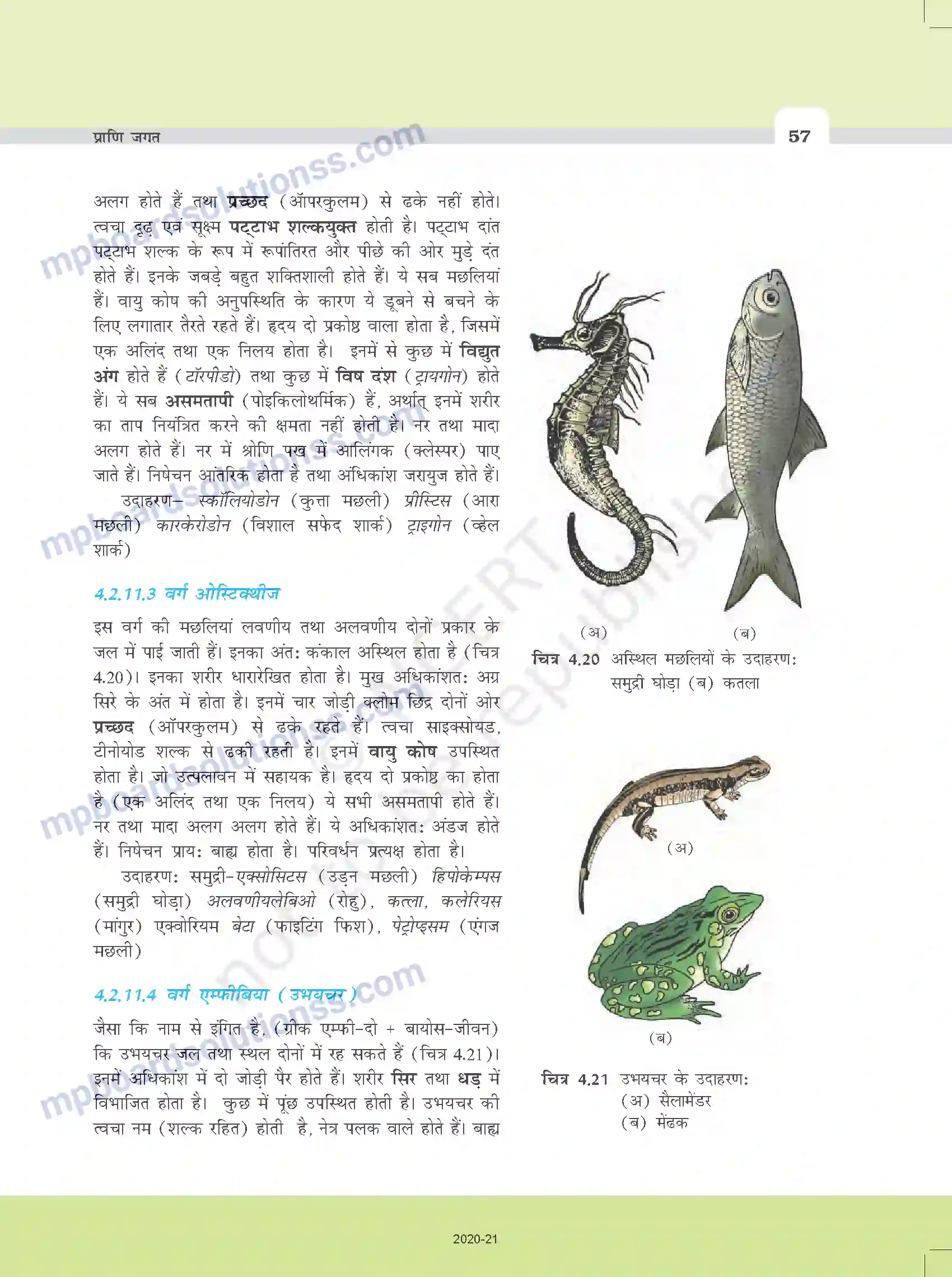 MP Board Book for Class 11 Biology प्राणि जगत Image 12