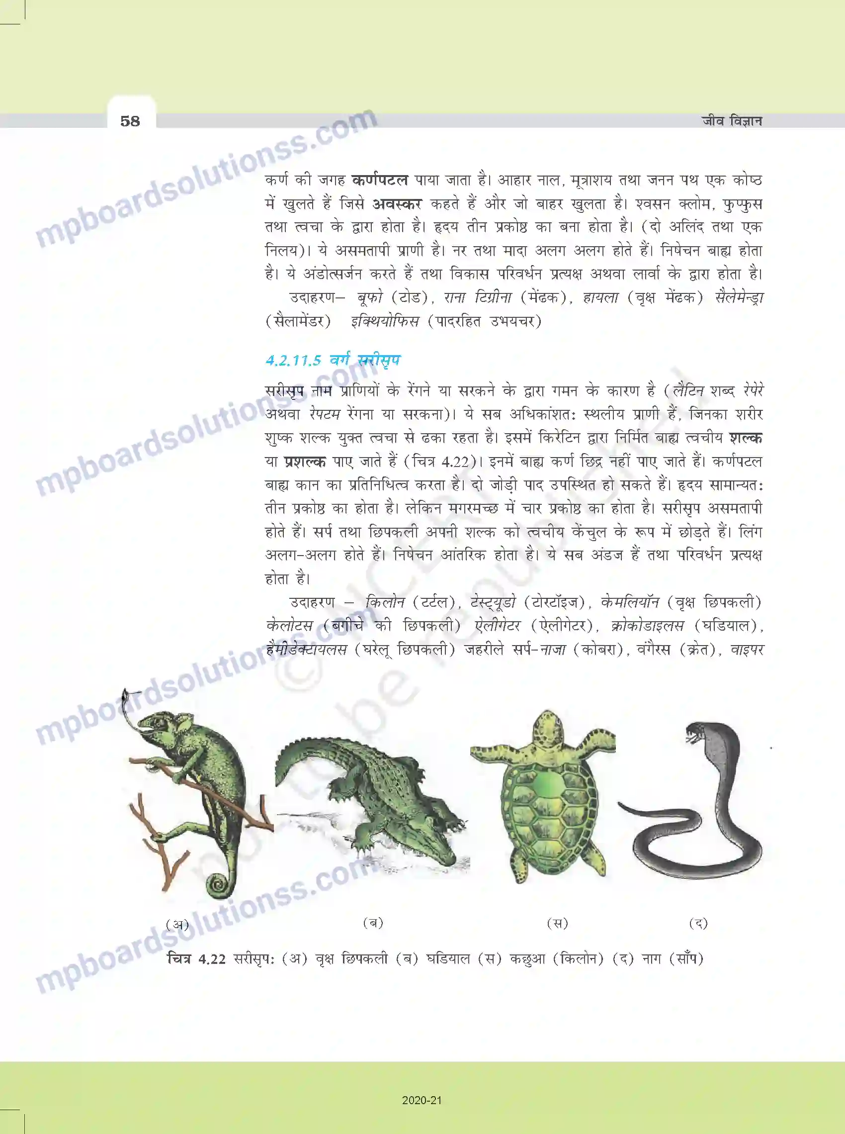 MP Board Book for Class 11 Biology प्राणि जगत Image 13