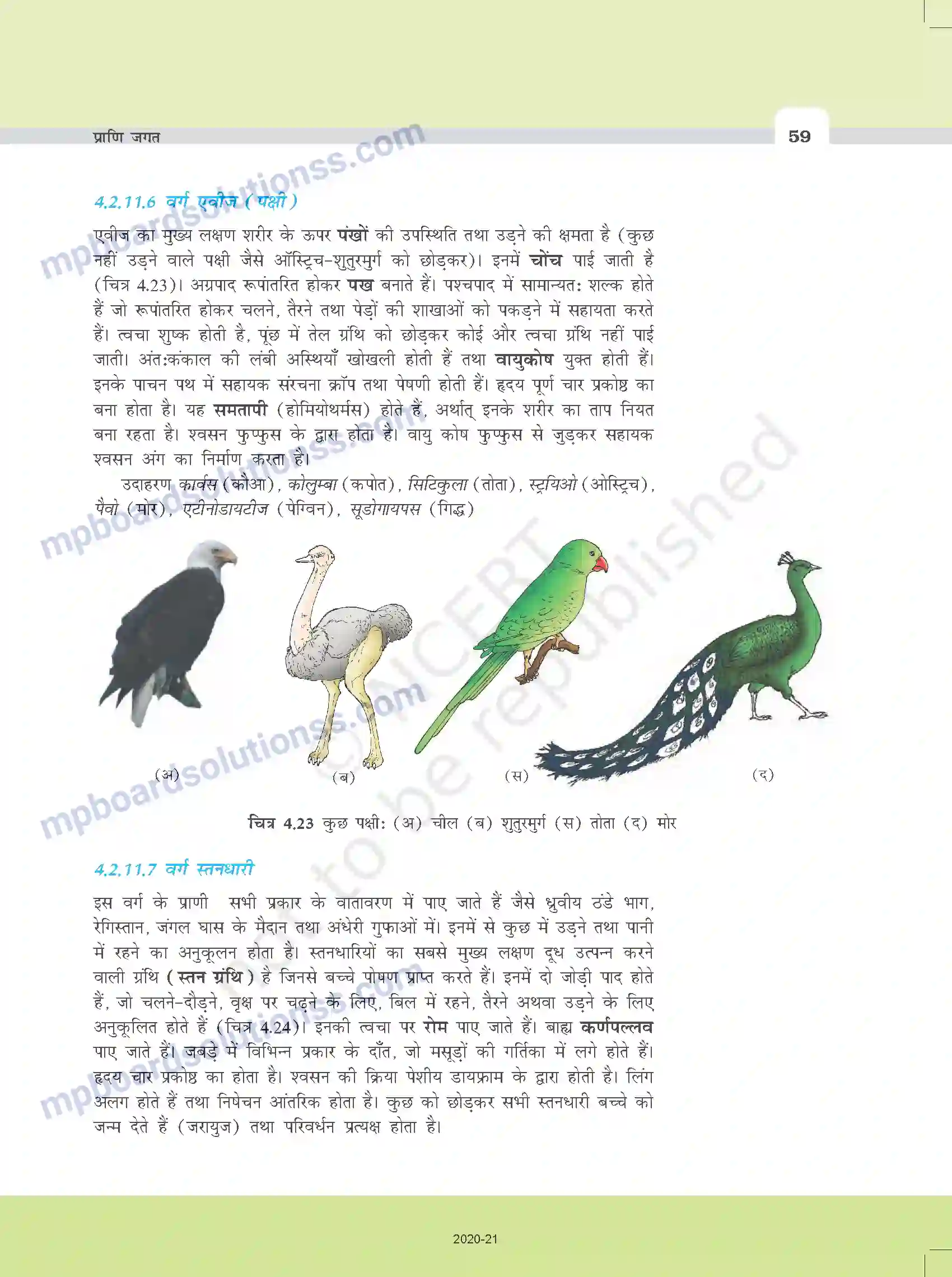 MP Board Book for Class 11 Biology प्राणि जगत Image 14