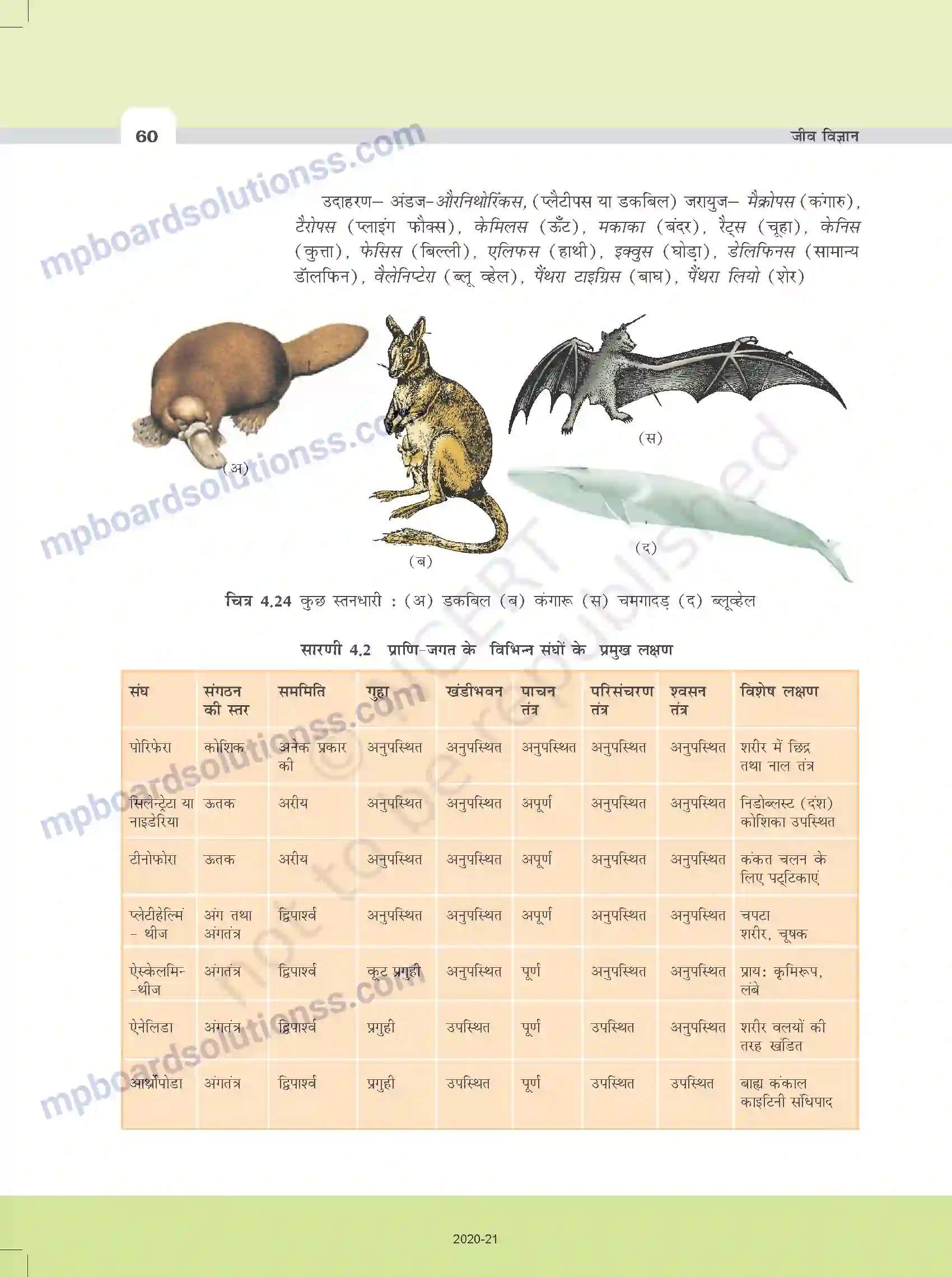 MP Board Book for Class 11 Biology प्राणि जगत Image 15