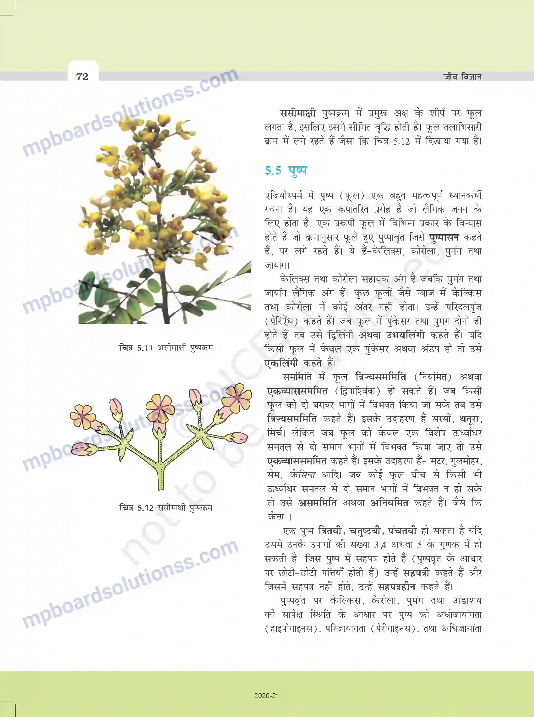 MP Board Book for Class 11 Biology पुष्पी पादपों की आकारिकी Image 10