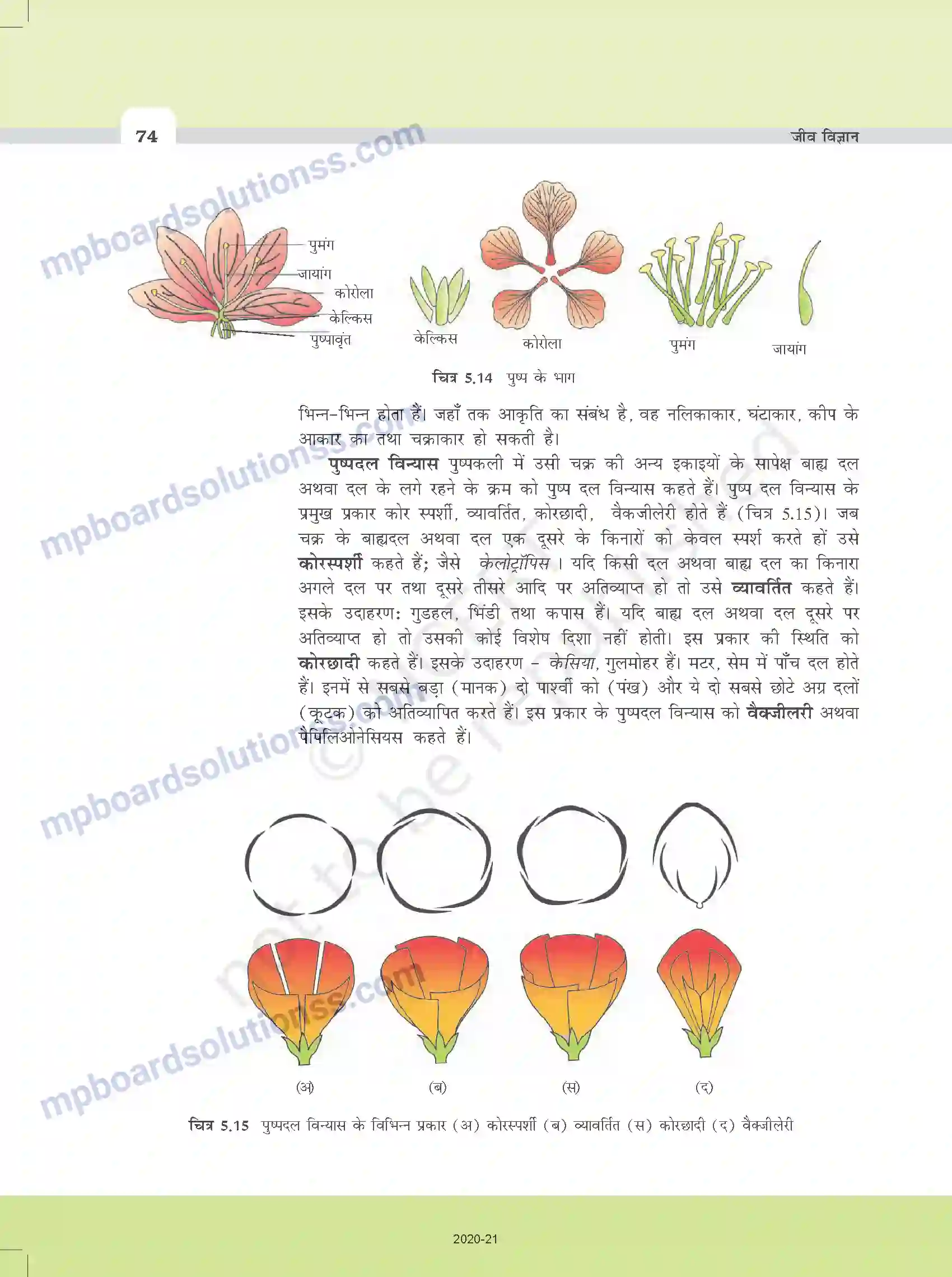 MP Board Book for Class 11 Biology पुष्पी पादपों की आकारिकी Image 12