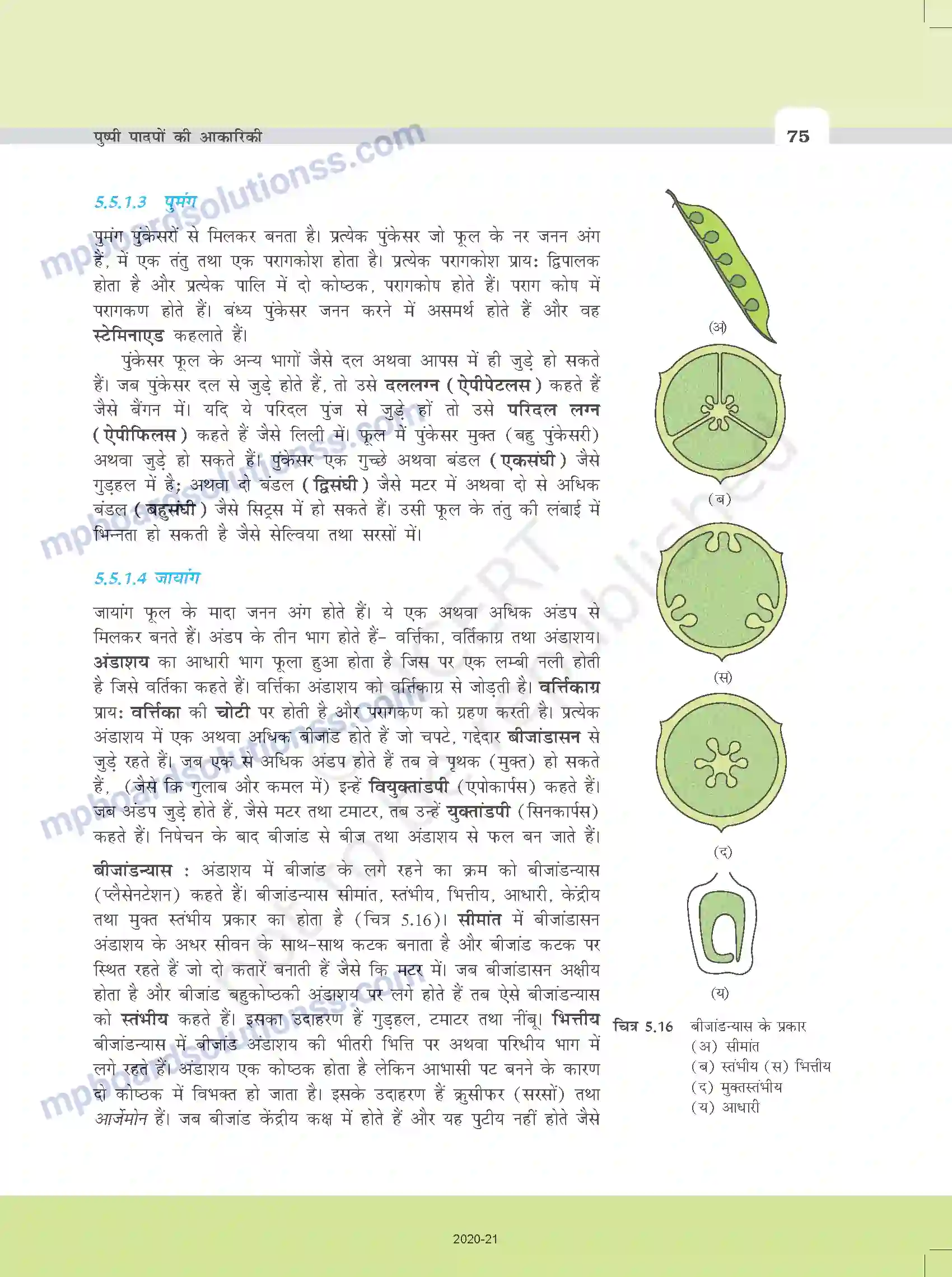 MP Board Book for Class 11 Biology पुष्पी पादपों की आकारिकी Image 13