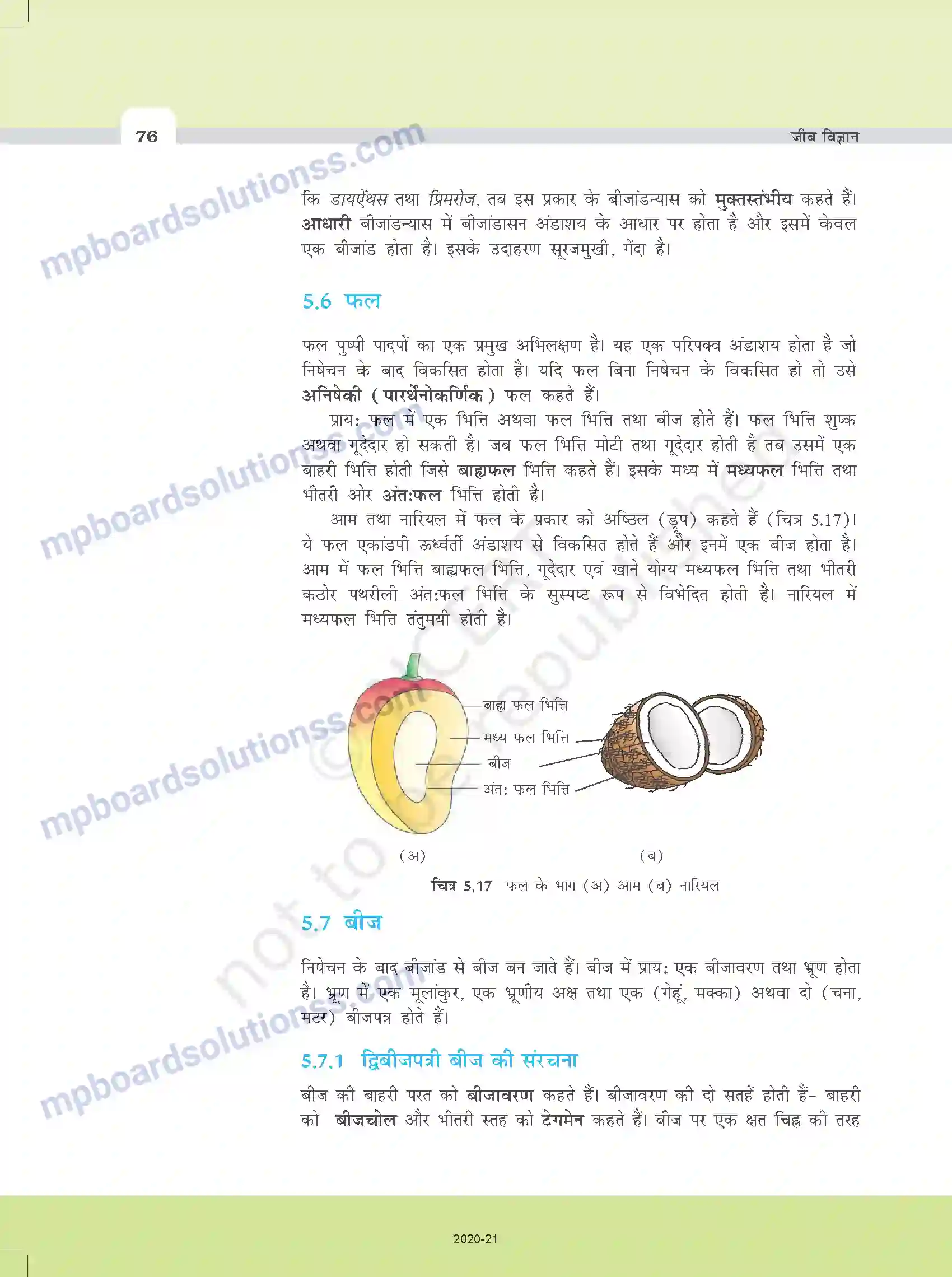 MP Board Book for Class 11 Biology पुष्पी पादपों की आकारिकी Image 14