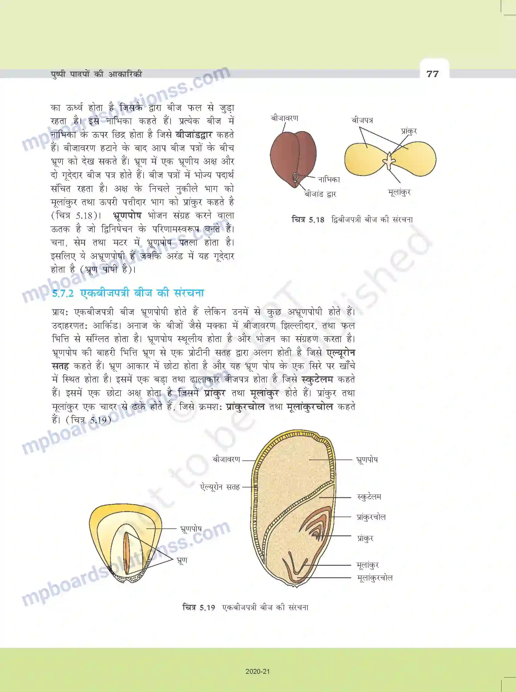 MP Board Book for Class 11 Biology पुष्पी पादपों की आकारिकी Image 15