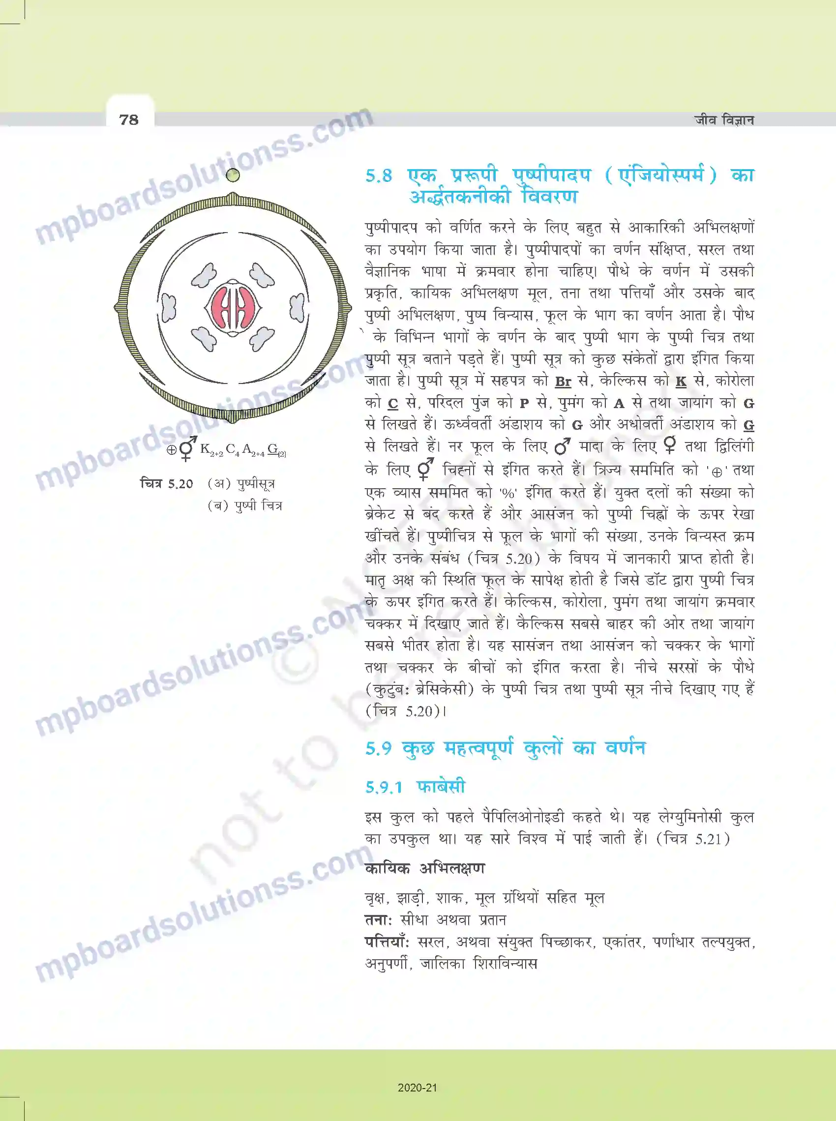 MP Board Book for Class 11 Biology पुष्पी पादपों की आकारिकी Image 16