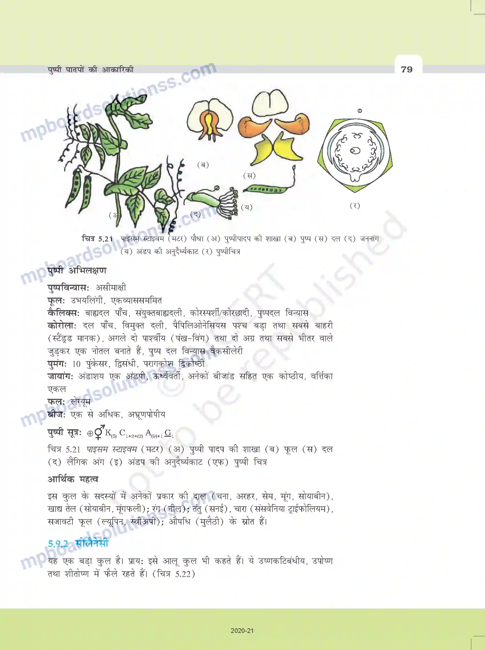 MP Board Book for Class 11 Biology पुष्पी पादपों की आकारिकी Image 17