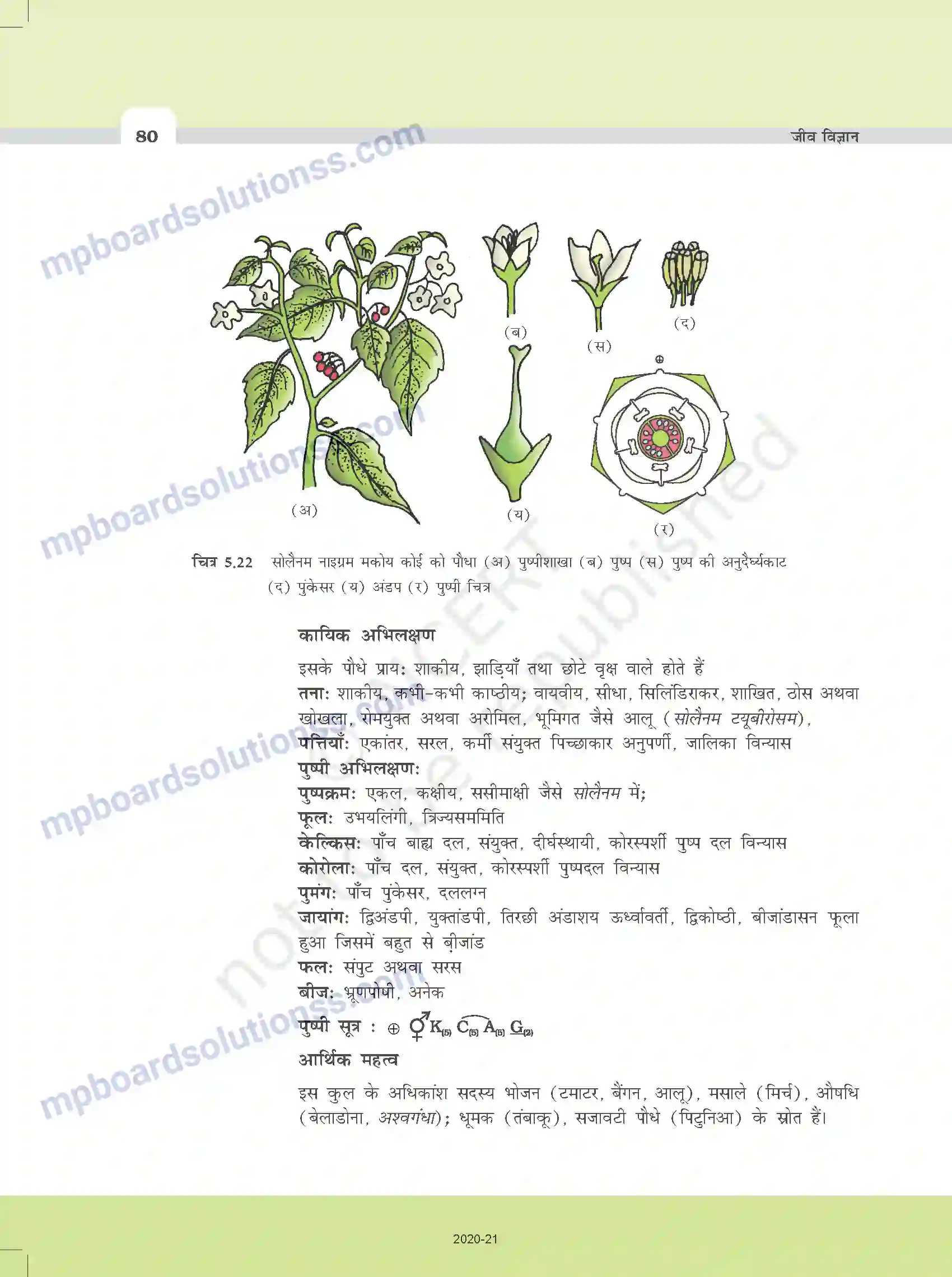MP Board Book for Class 11 Biology पुष्पी पादपों की आकारिकी Image 18