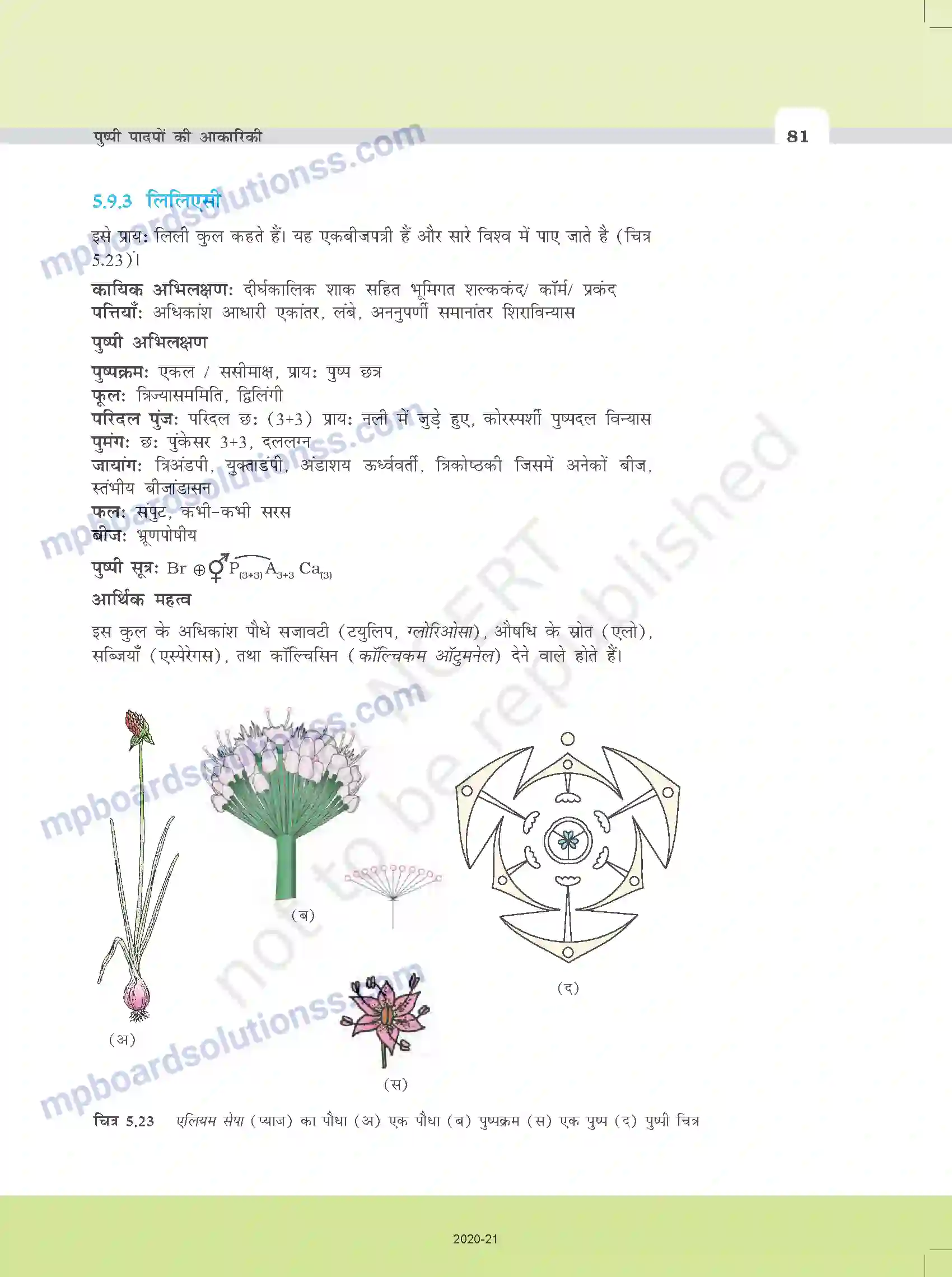 MP Board Book for Class 11 Biology पुष्पी पादपों की आकारिकी Image 19