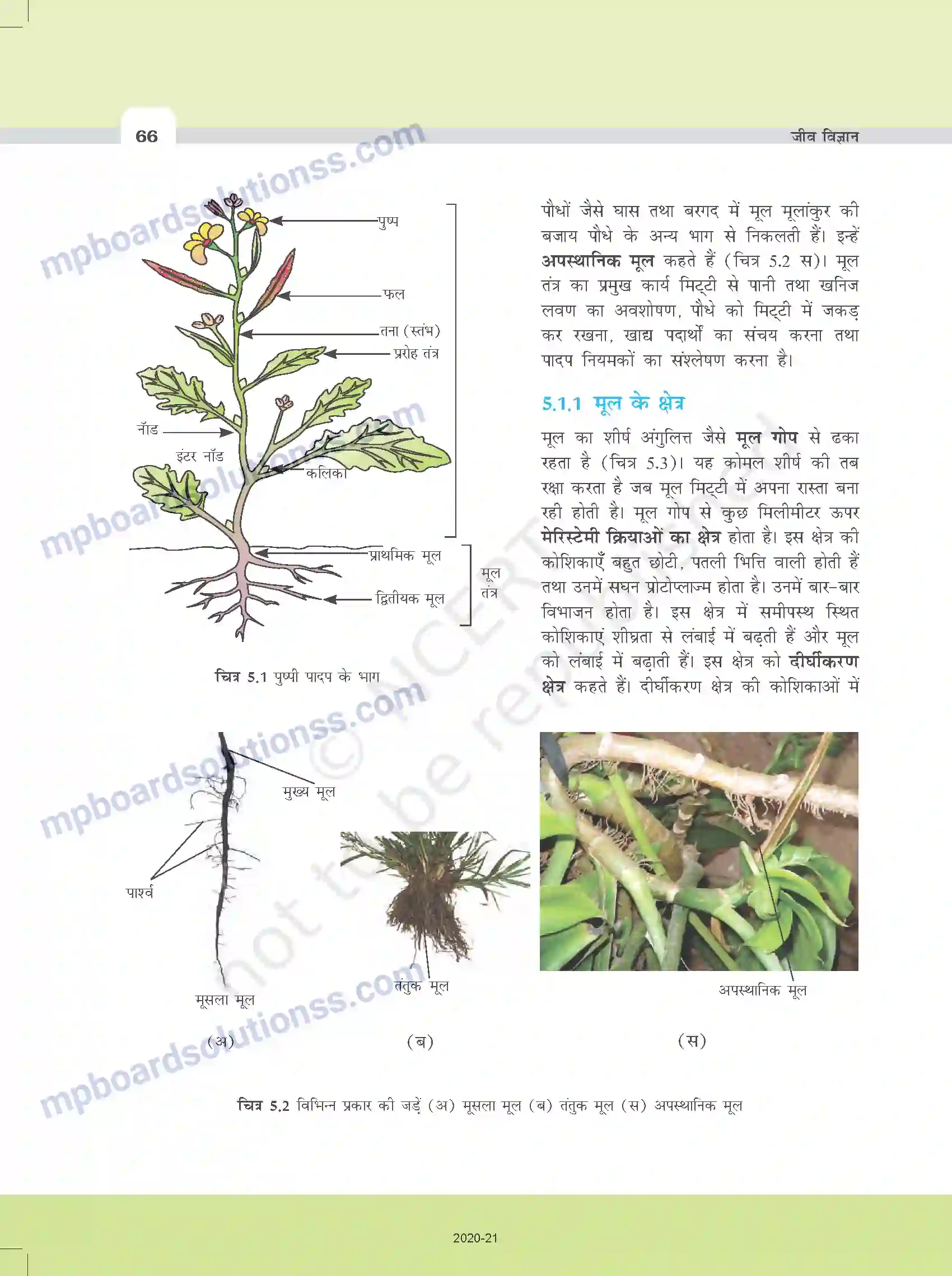 MP Board Book for Class 11 Biology पुष्पी पादपों की आकारिकी Image 4