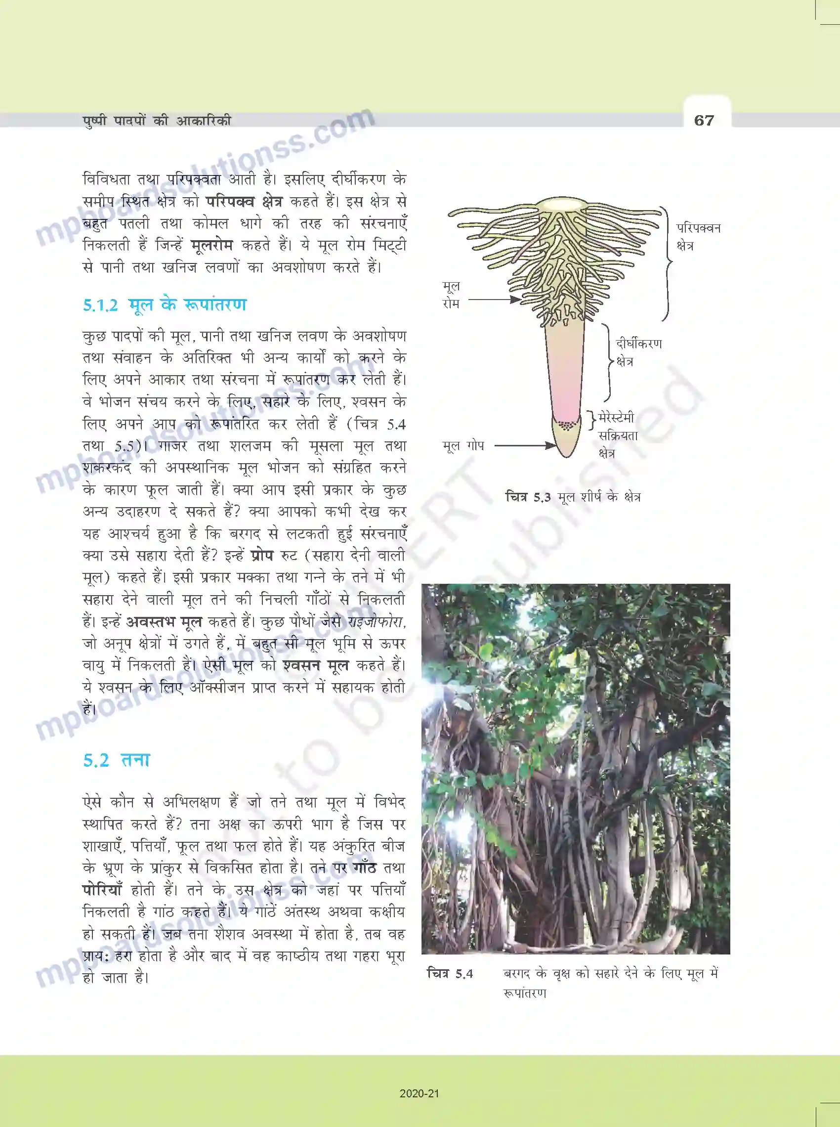 MP Board Book for Class 11 Biology पुष्पी पादपों की आकारिकी Image 5