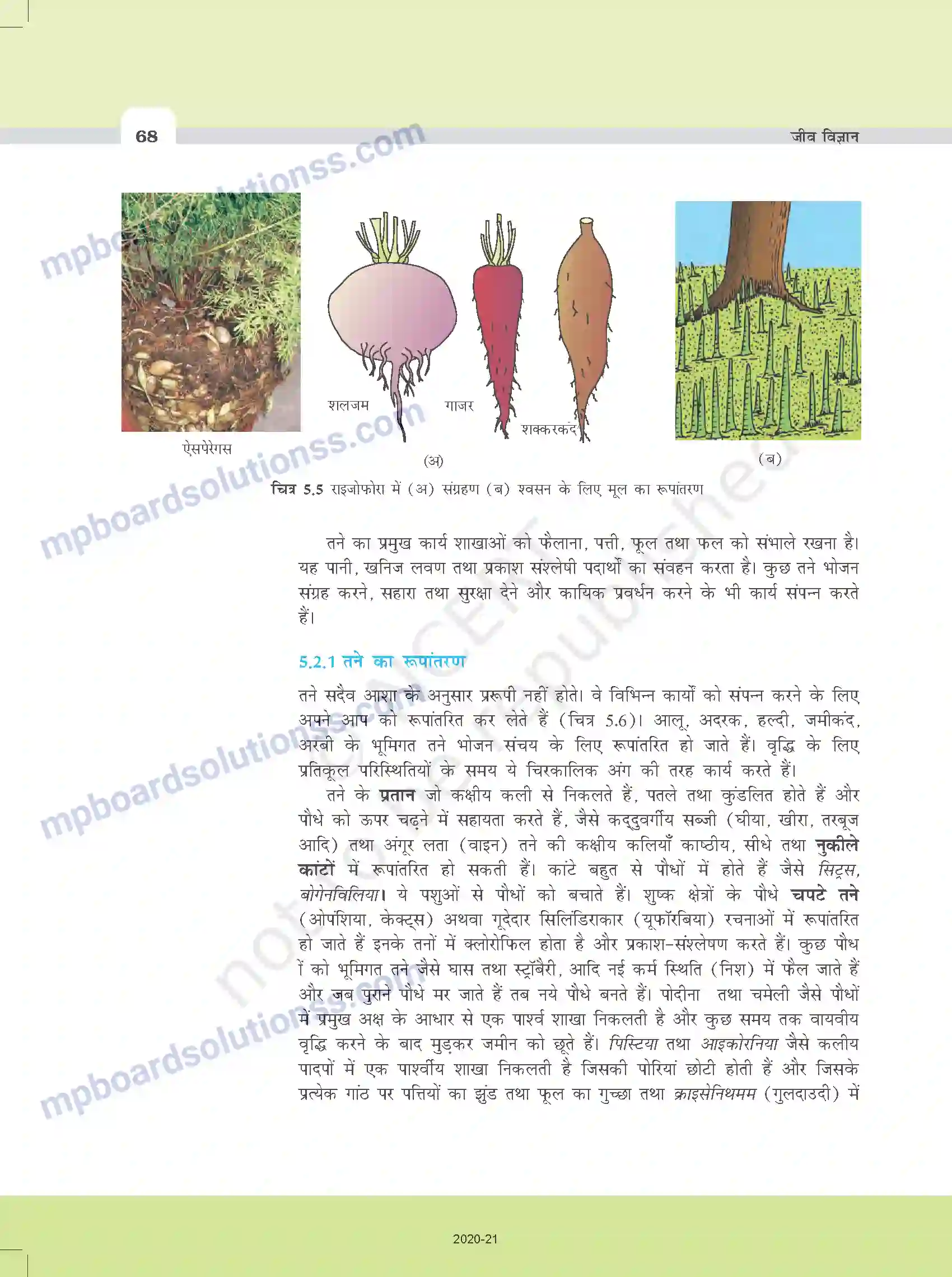 MP Board Book for Class 11 Biology पुष्पी पादपों की आकारिकी Image 6