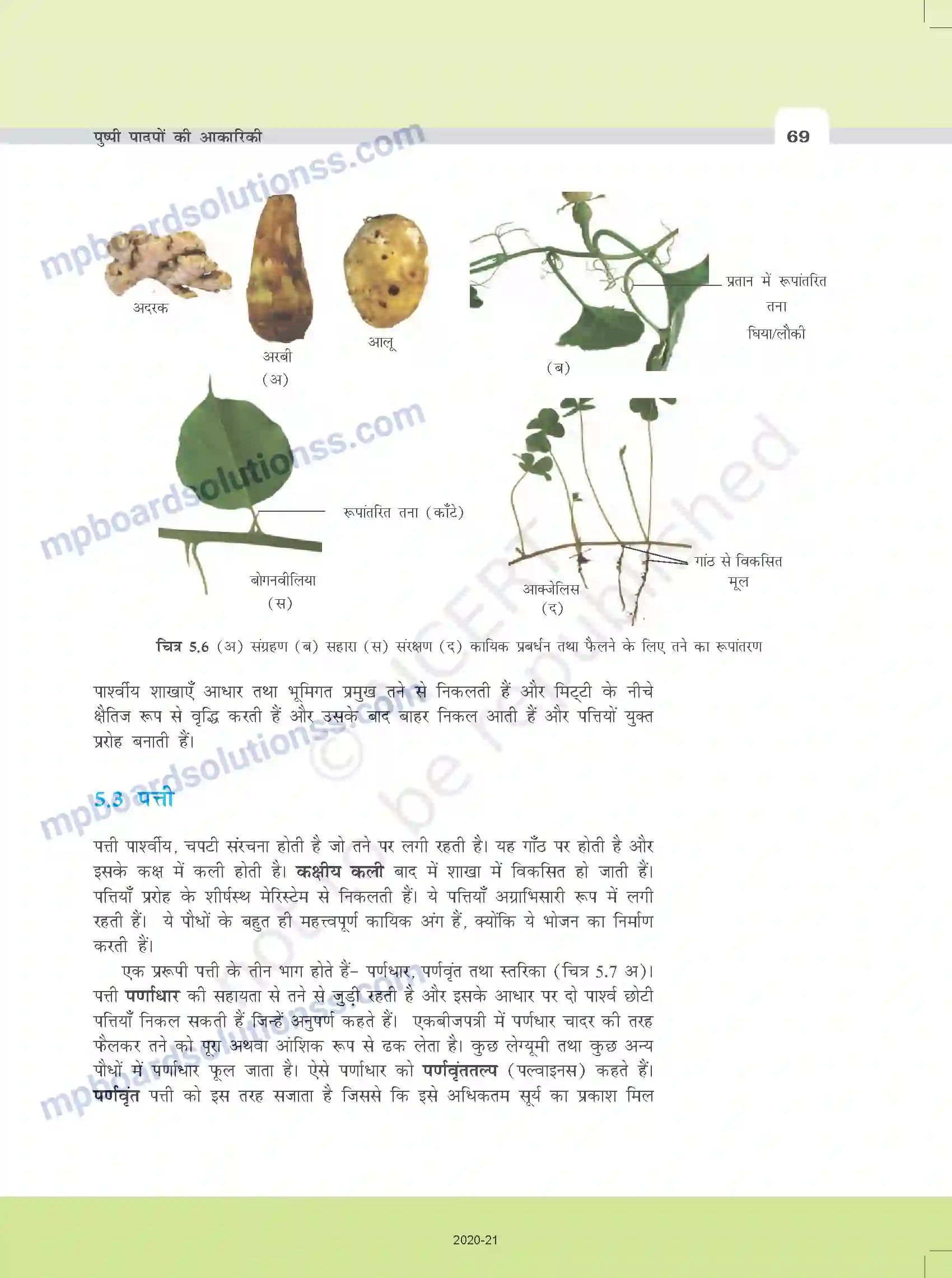 MP Board Book for Class 11 Biology पुष्पी पादपों की आकारिकी Image 7