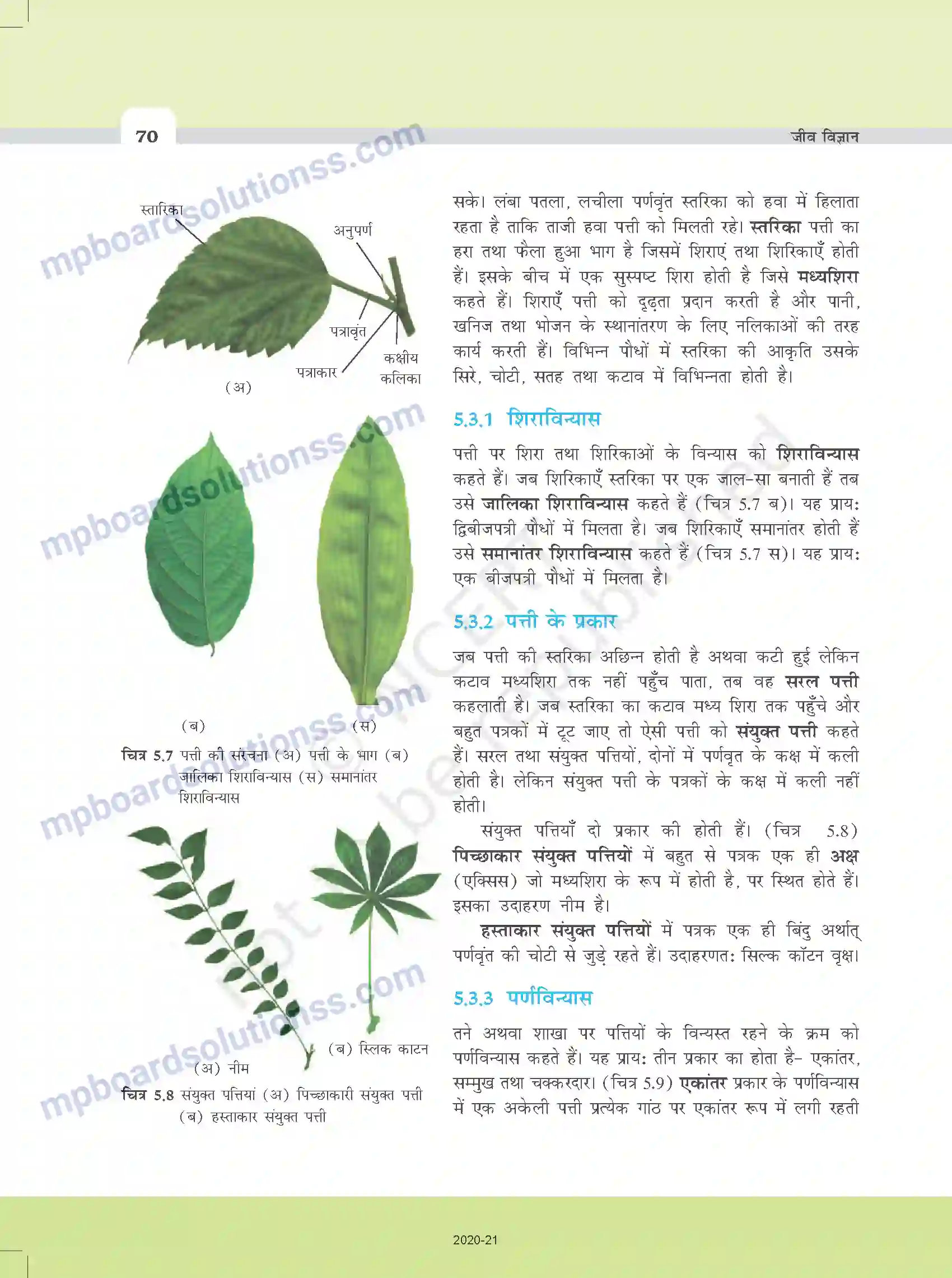 MP Board Book for Class 11 Biology पुष्पी पादपों की आकारिकी Image 8