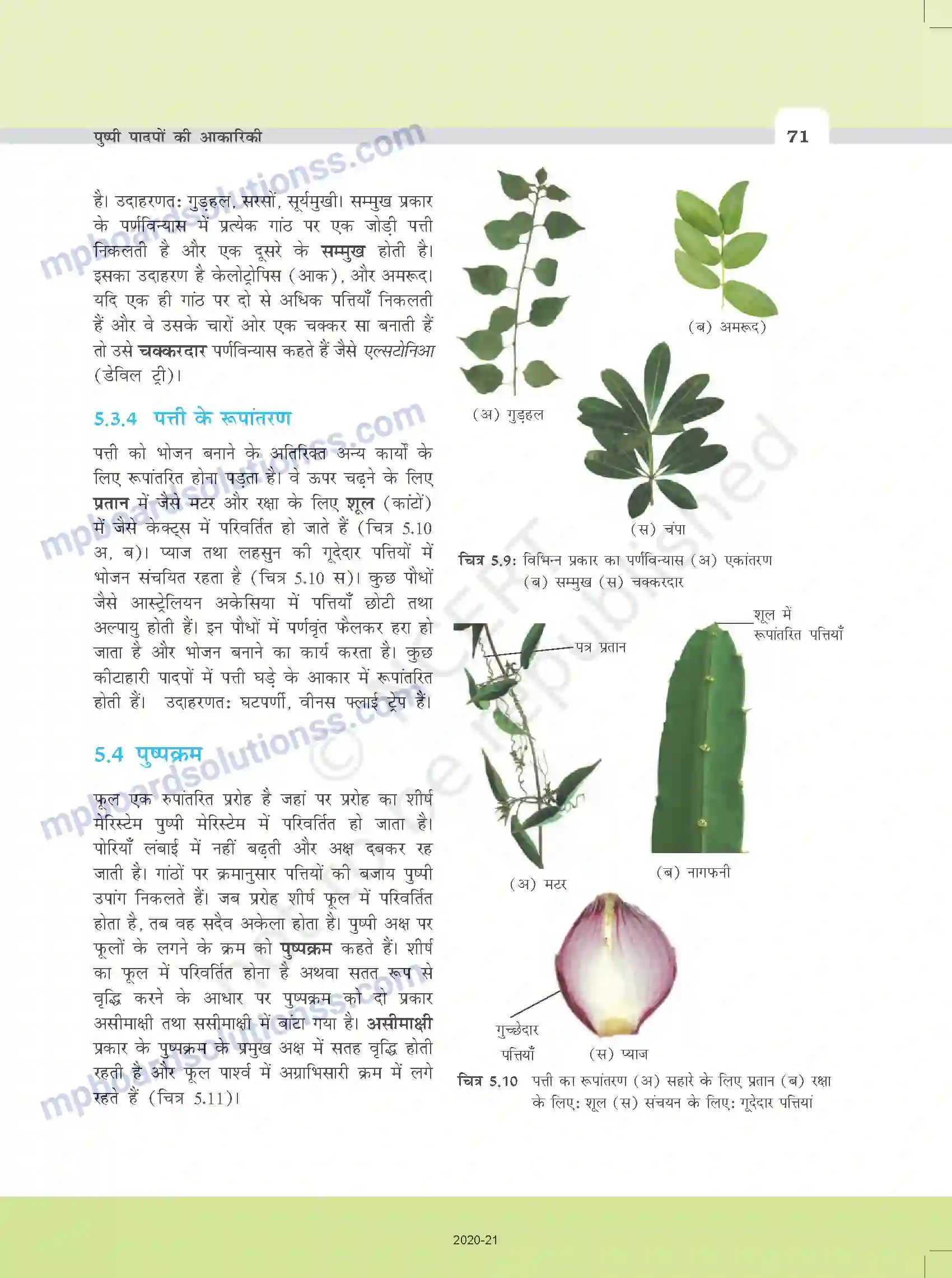 MP Board Book for Class 11 Biology पुष्पी पादपों की आकारिकी Image 9