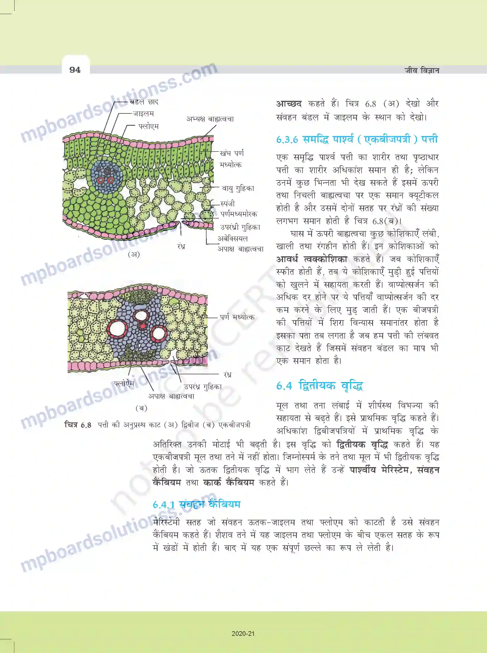 MP Board Book for Class 11 Biology पुष्पी पादपों का शारीर Image 11