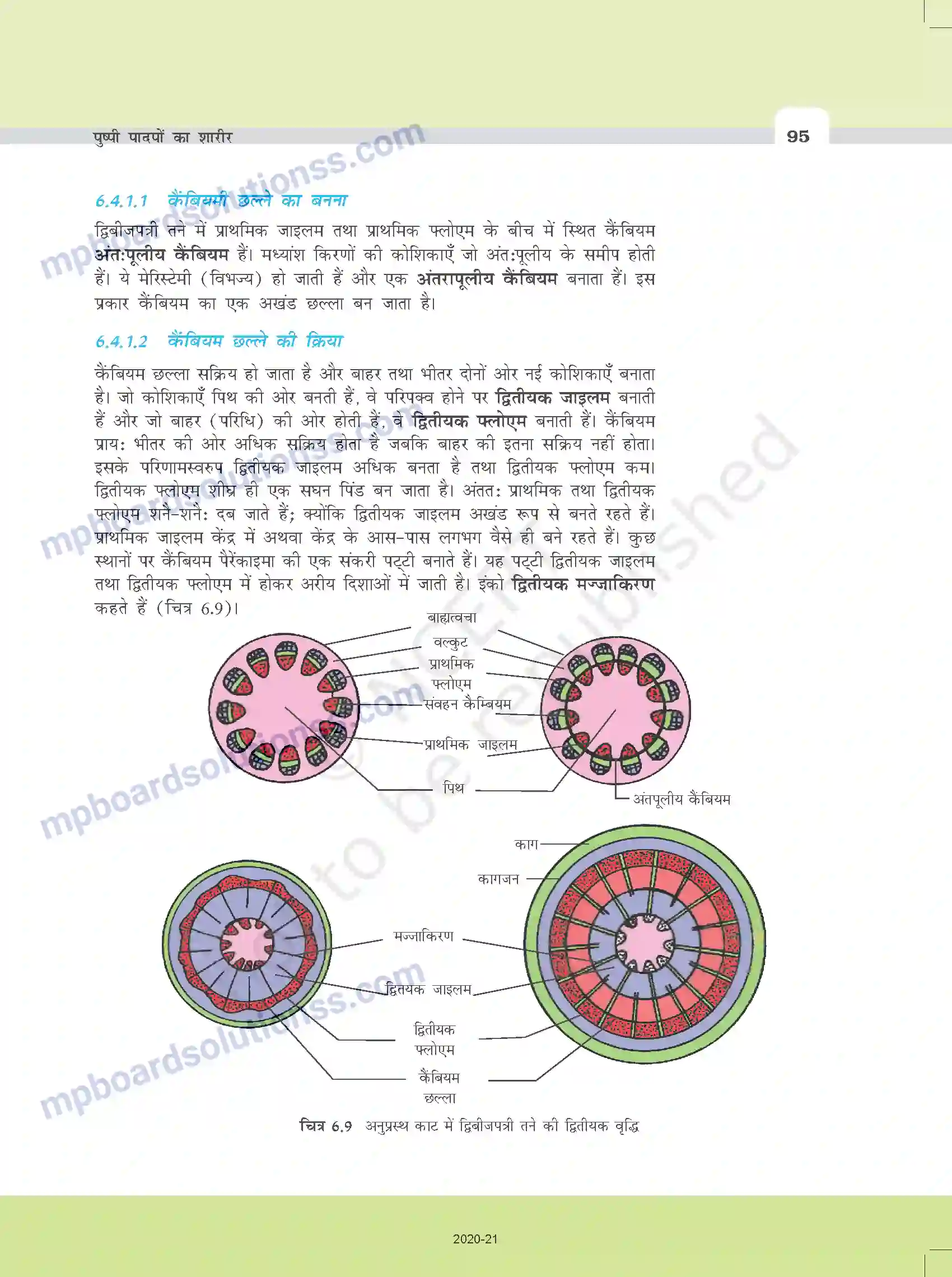MP Board Book for Class 11 Biology पुष्पी पादपों का शारीर Image 12