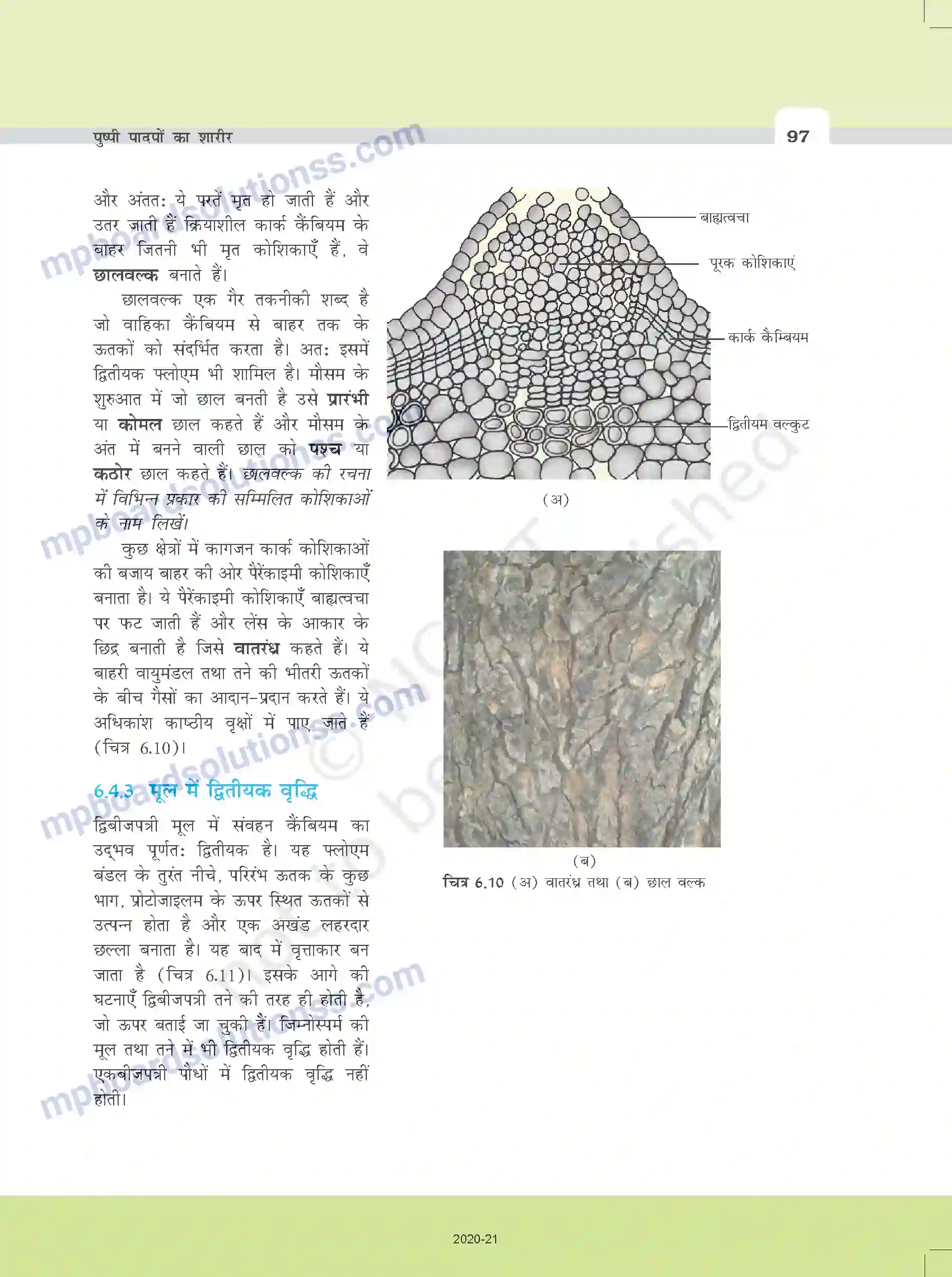 MP Board Book for Class 11 Biology पुष्पी पादपों का शारीर Image 14