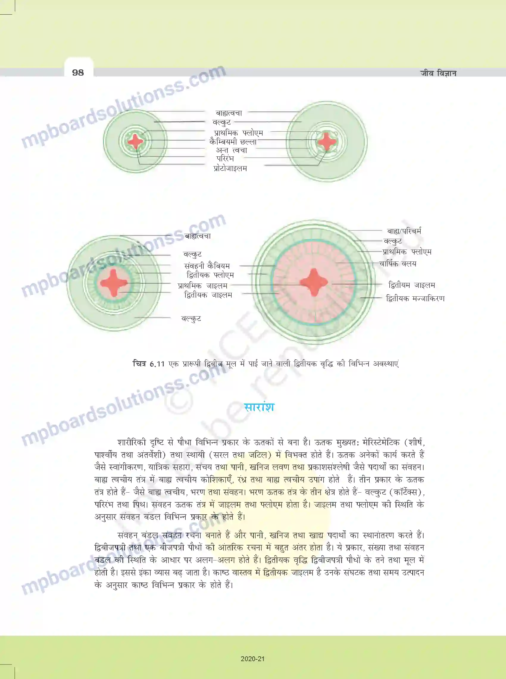 MP Board Book for Class 11 Biology पुष्पी पादपों का शारीर Image 15