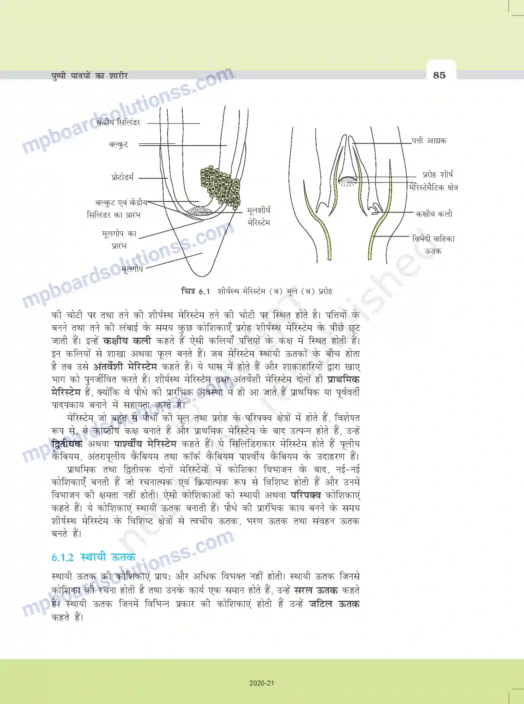 MP Board Book for Class 11 Biology पुष्पी पादपों का शारीर Image 2