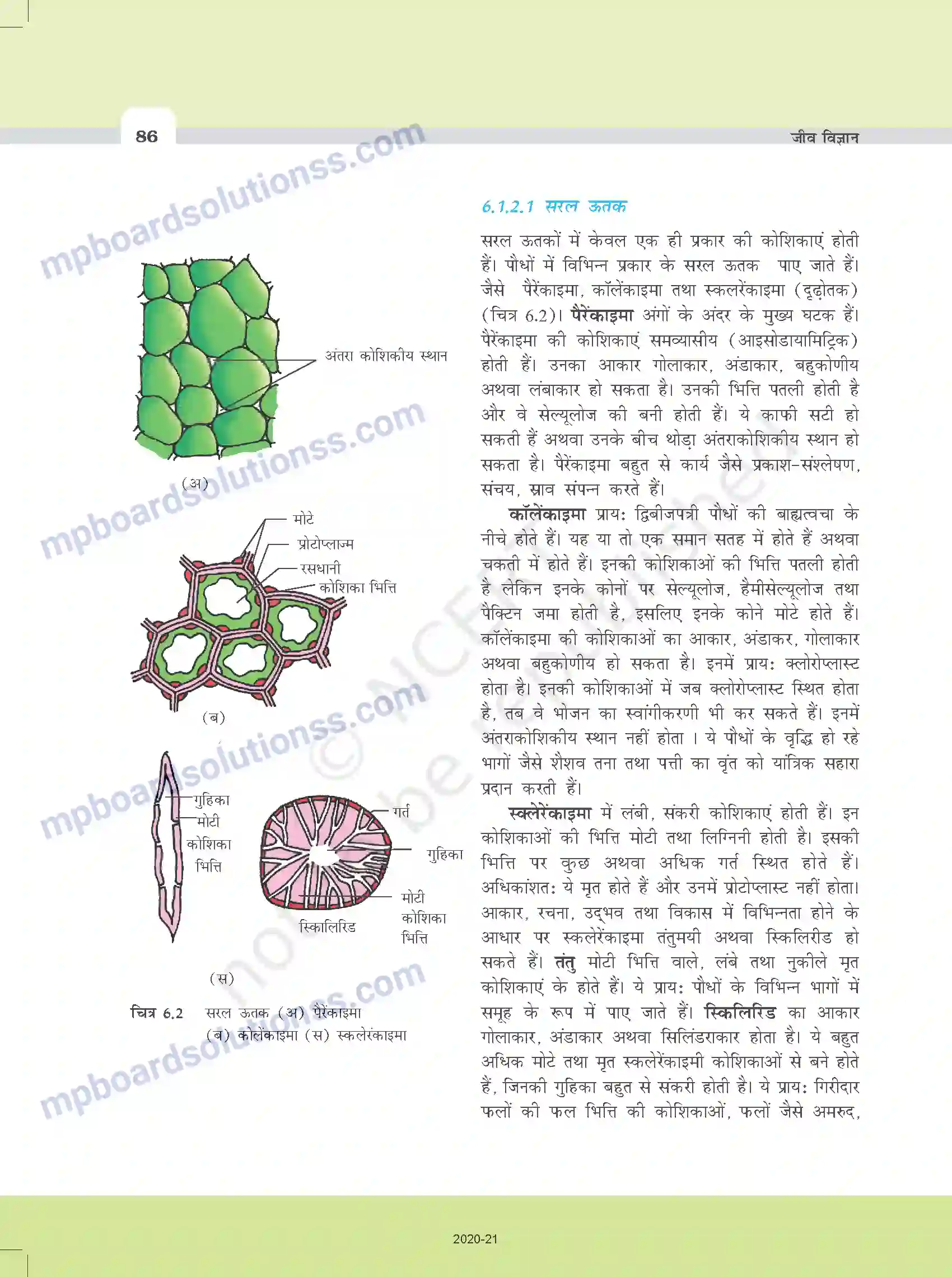 MP Board Book for Class 11 Biology पुष्पी पादपों का शारीर Image 3