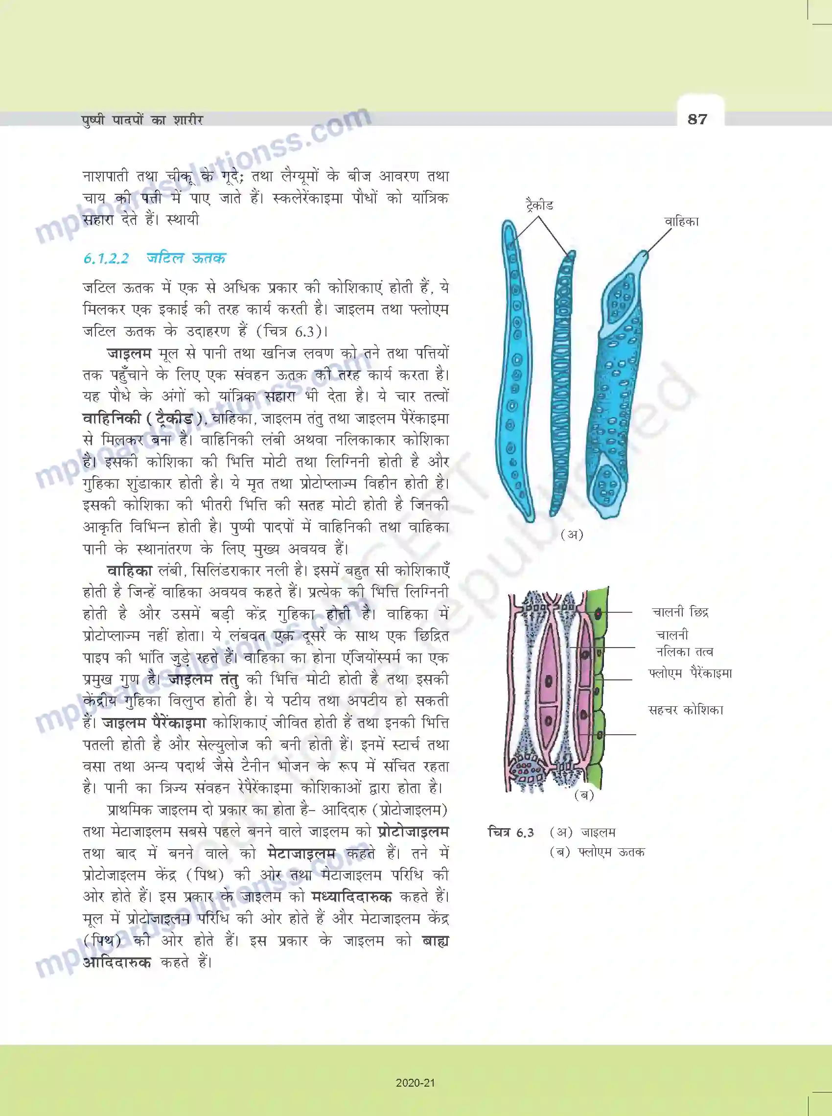 MP Board Book for Class 11 Biology पुष्पी पादपों का शारीर Image 4