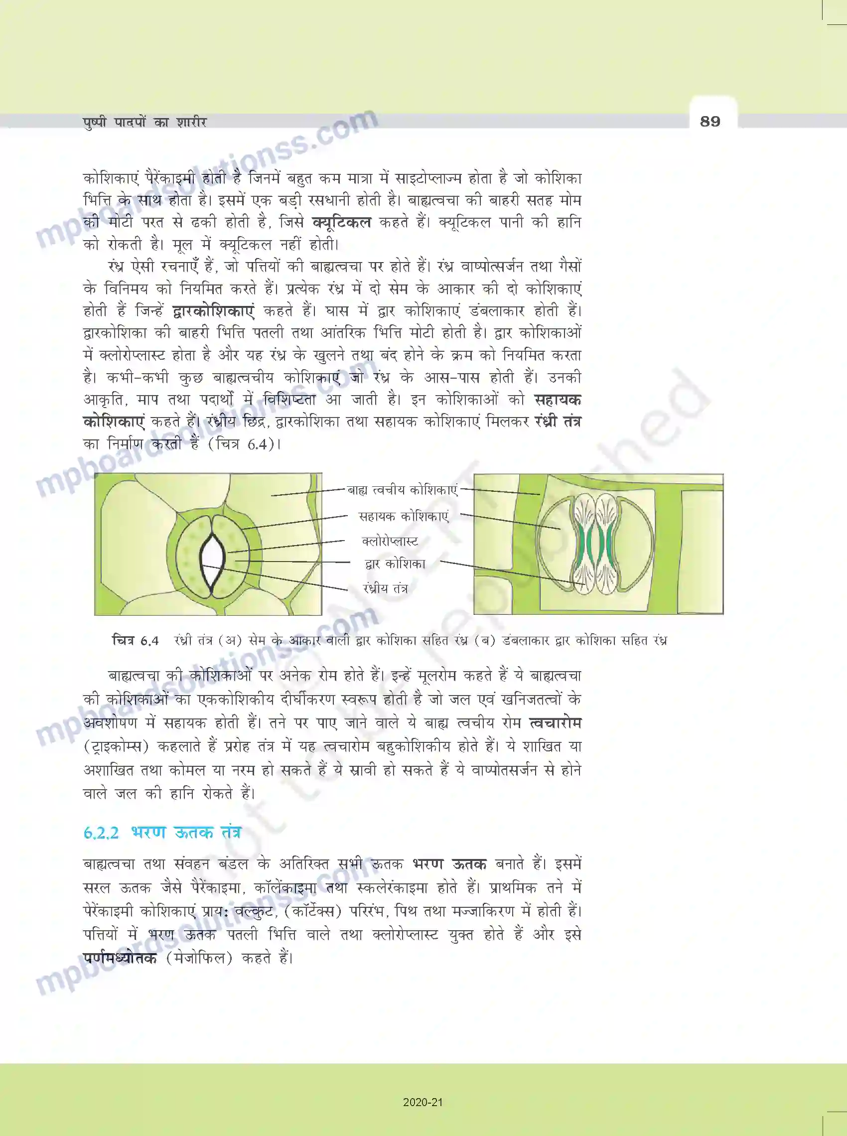 MP Board Book for Class 11 Biology पुष्पी पादपों का शारीर Image 6