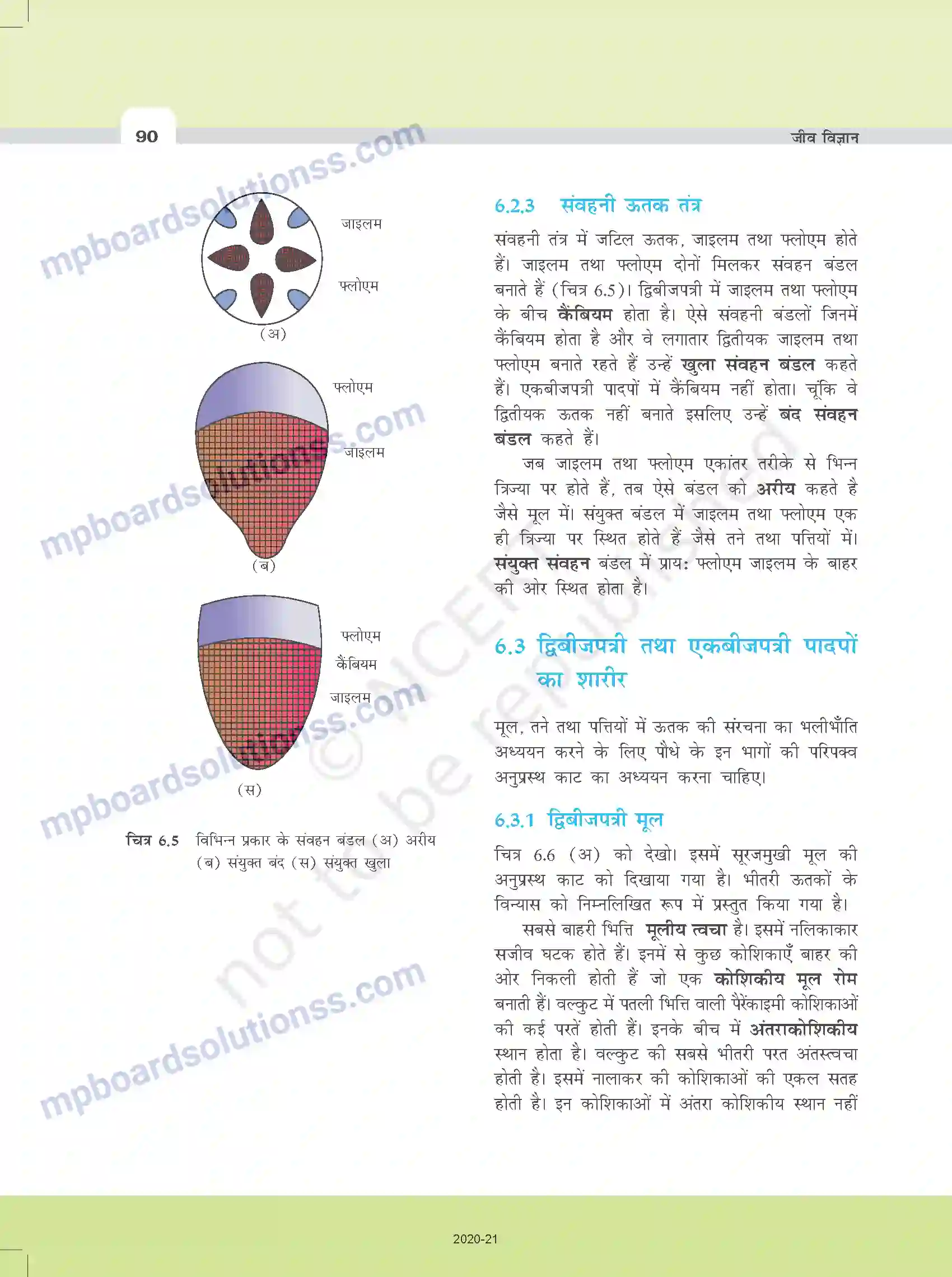 MP Board Book for Class 11 Biology पुष्पी पादपों का शारीर Image 7