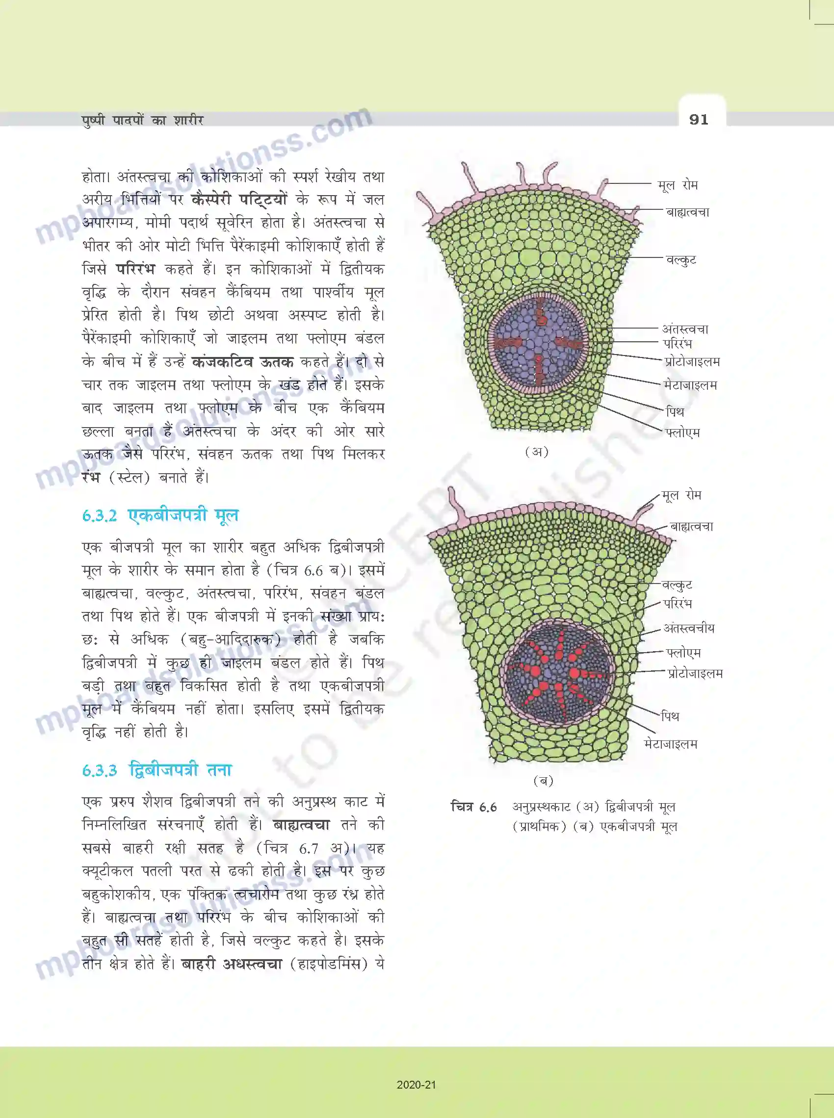 MP Board Book for Class 11 Biology पुष्पी पादपों का शारीर Image 8