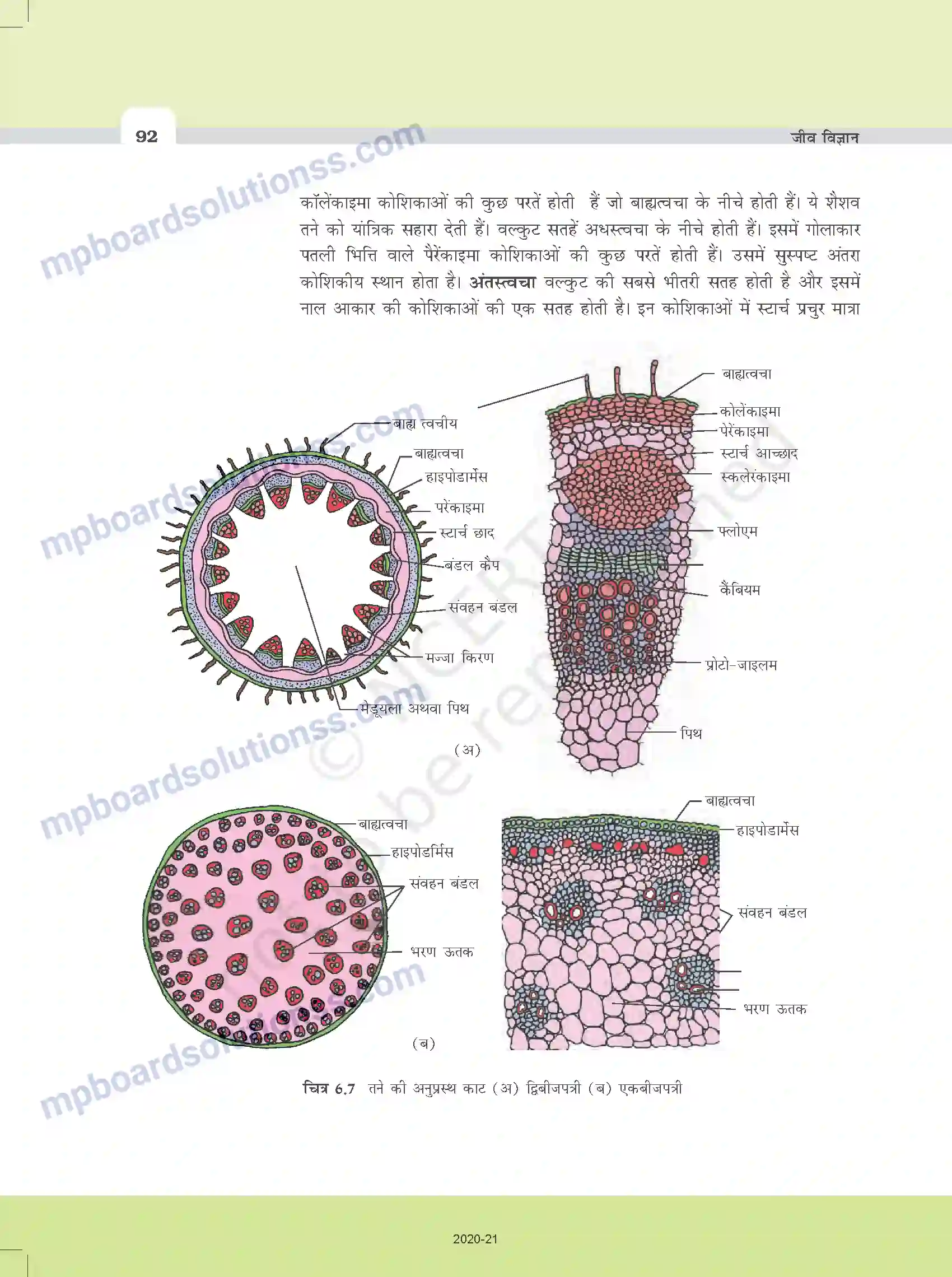 MP Board Book for Class 11 Biology पुष्पी पादपों का शारीर Image 9