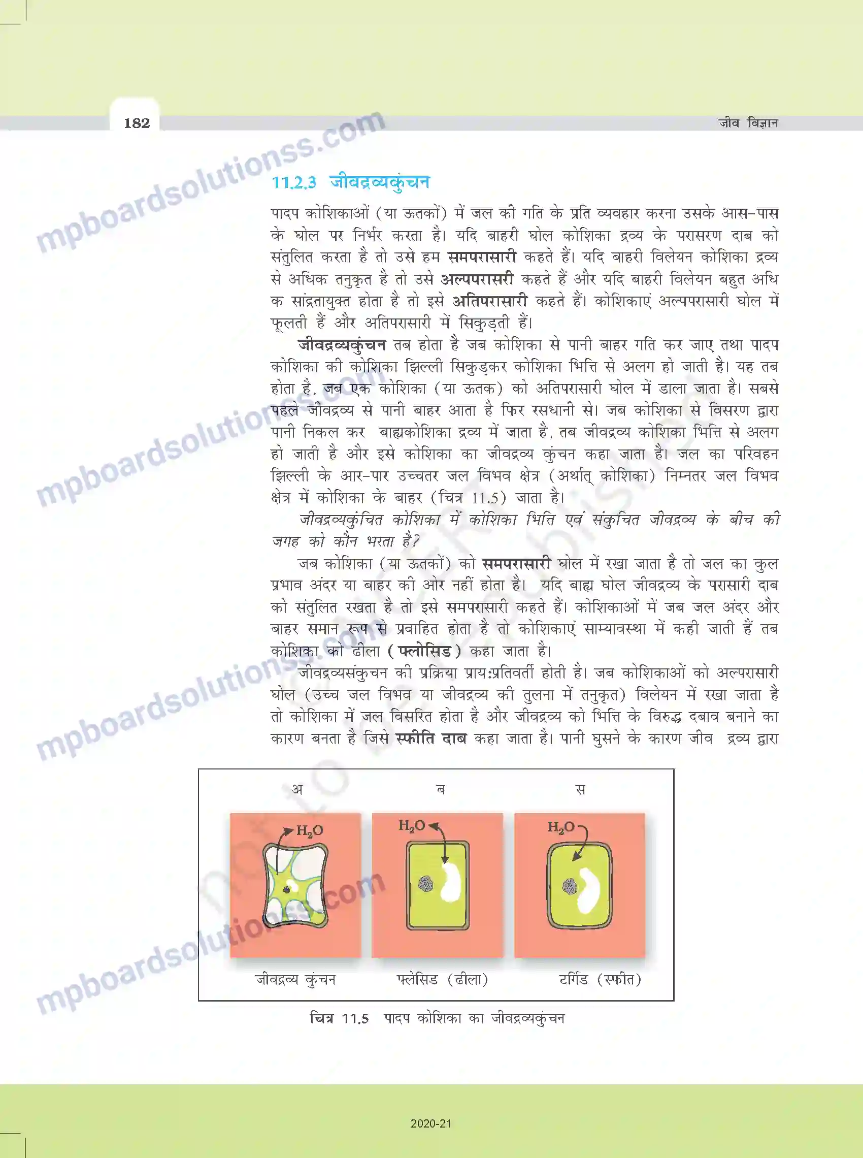 MP Board Book for Class 11 Biology पौधों में परिवहन Image 10