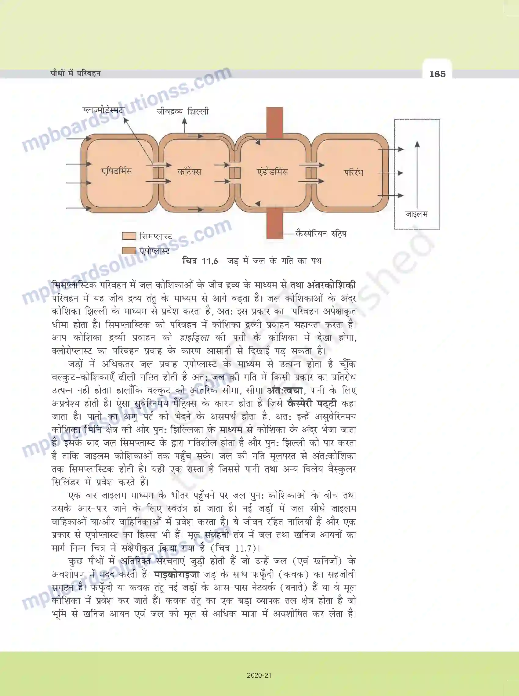 MP Board Book for Class 11 Biology पौधों में परिवहन Image 13
