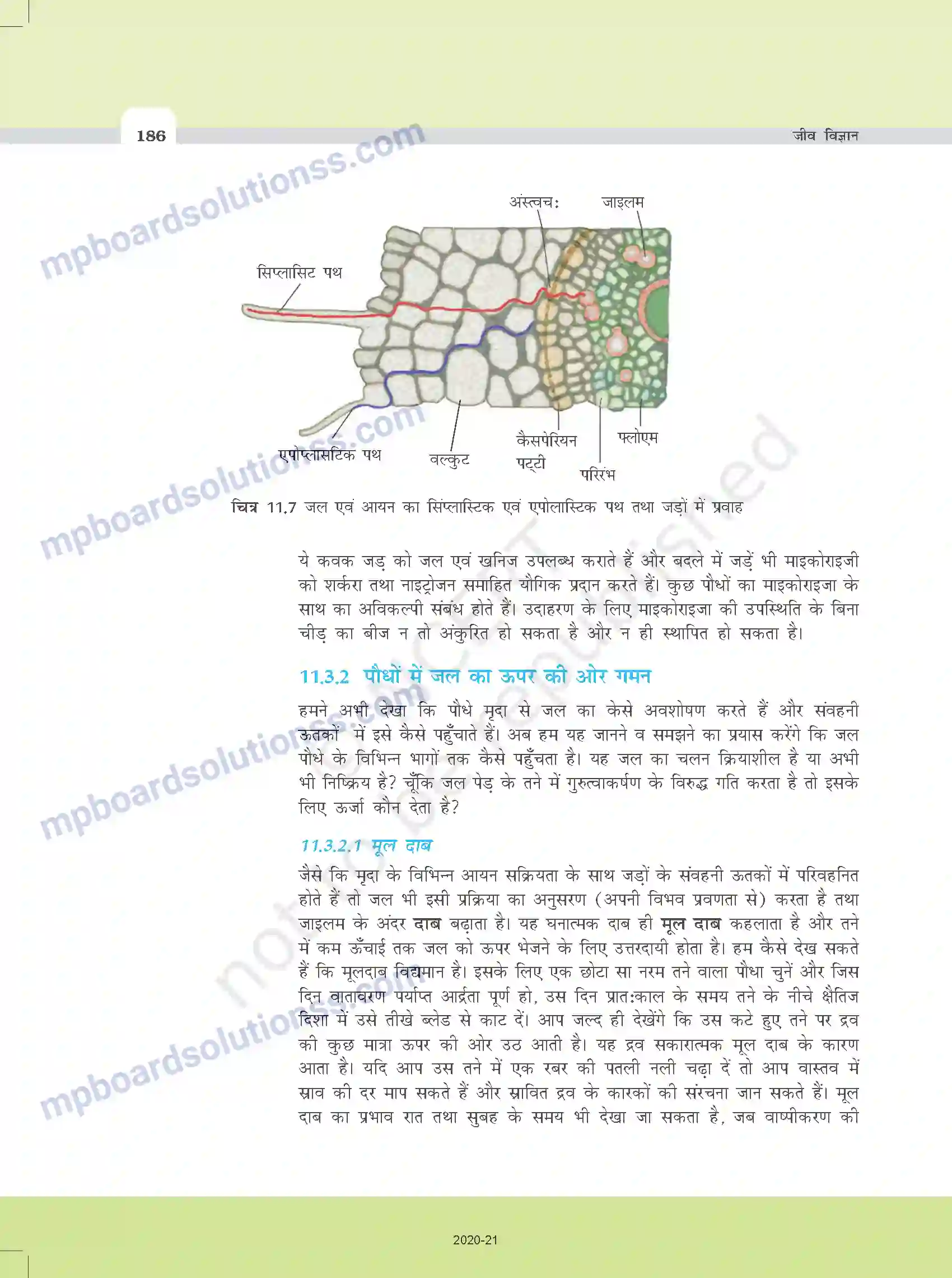 MP Board Book for Class 11 Biology पौधों में परिवहन Image 14