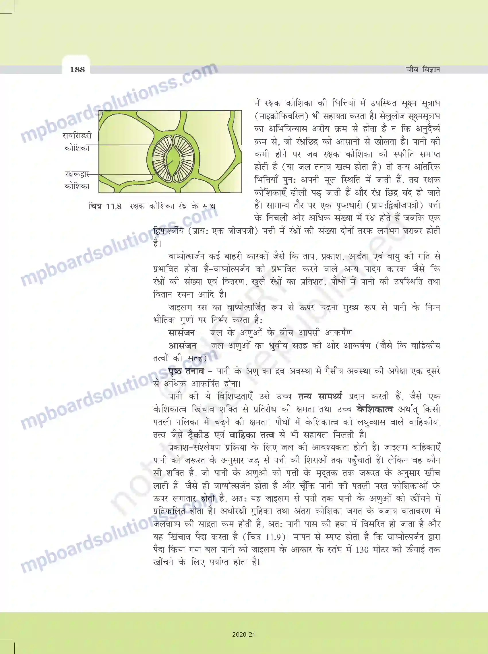 MP Board Book for Class 11 Biology पौधों में परिवहन Image 16