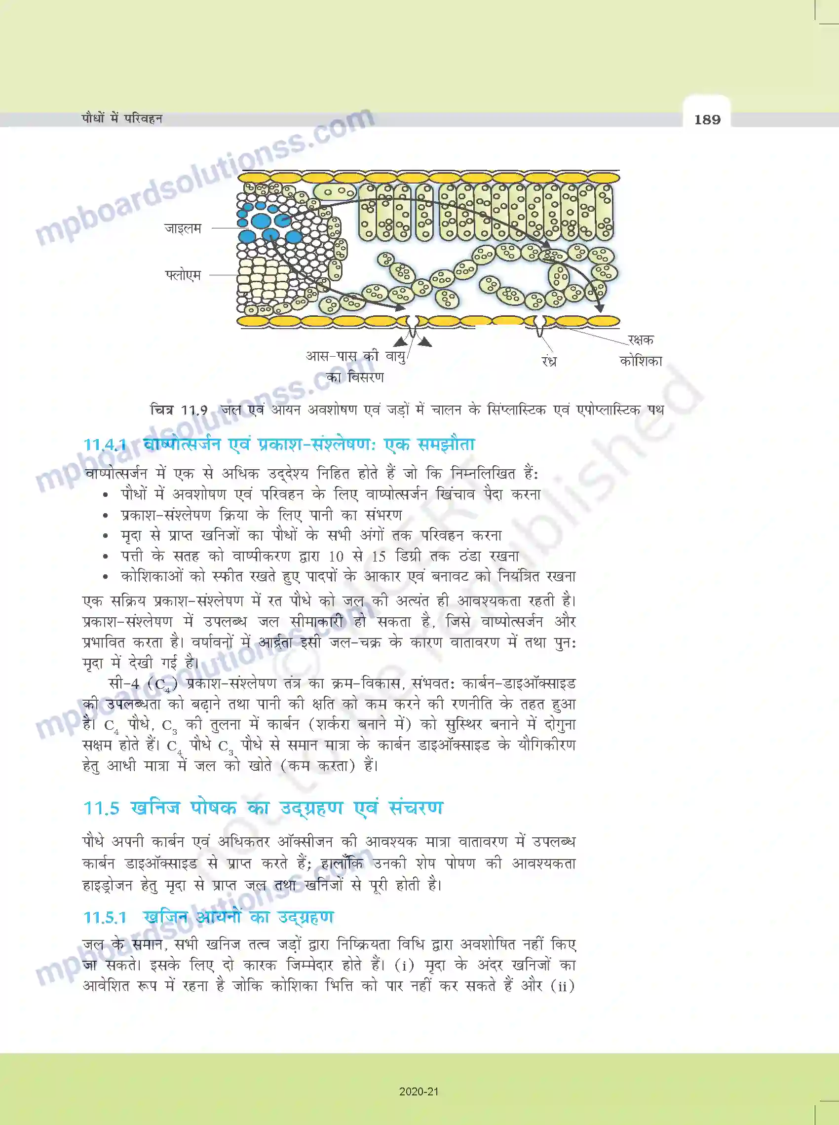 MP Board Book for Class 11 Biology पौधों में परिवहन Image 17