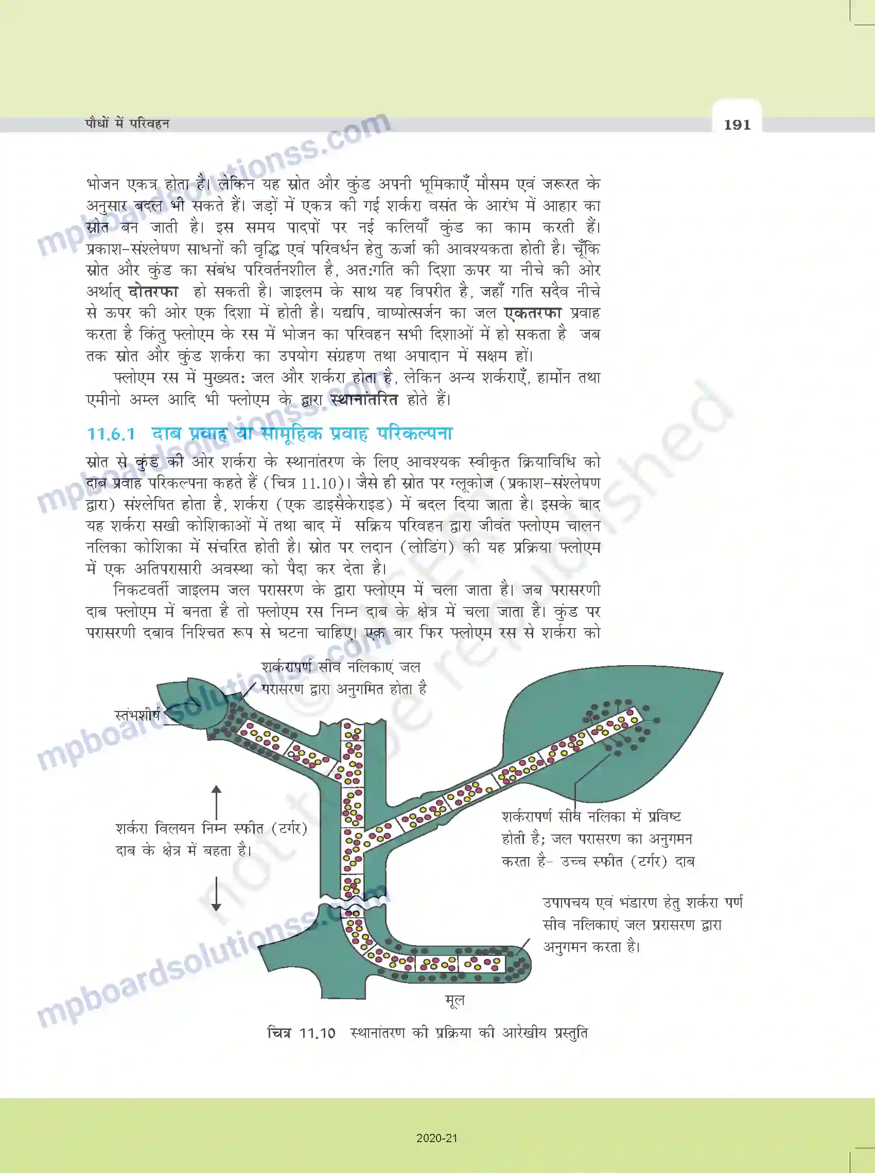MP Board Book for Class 11 Biology पौधों में परिवहन Image 19