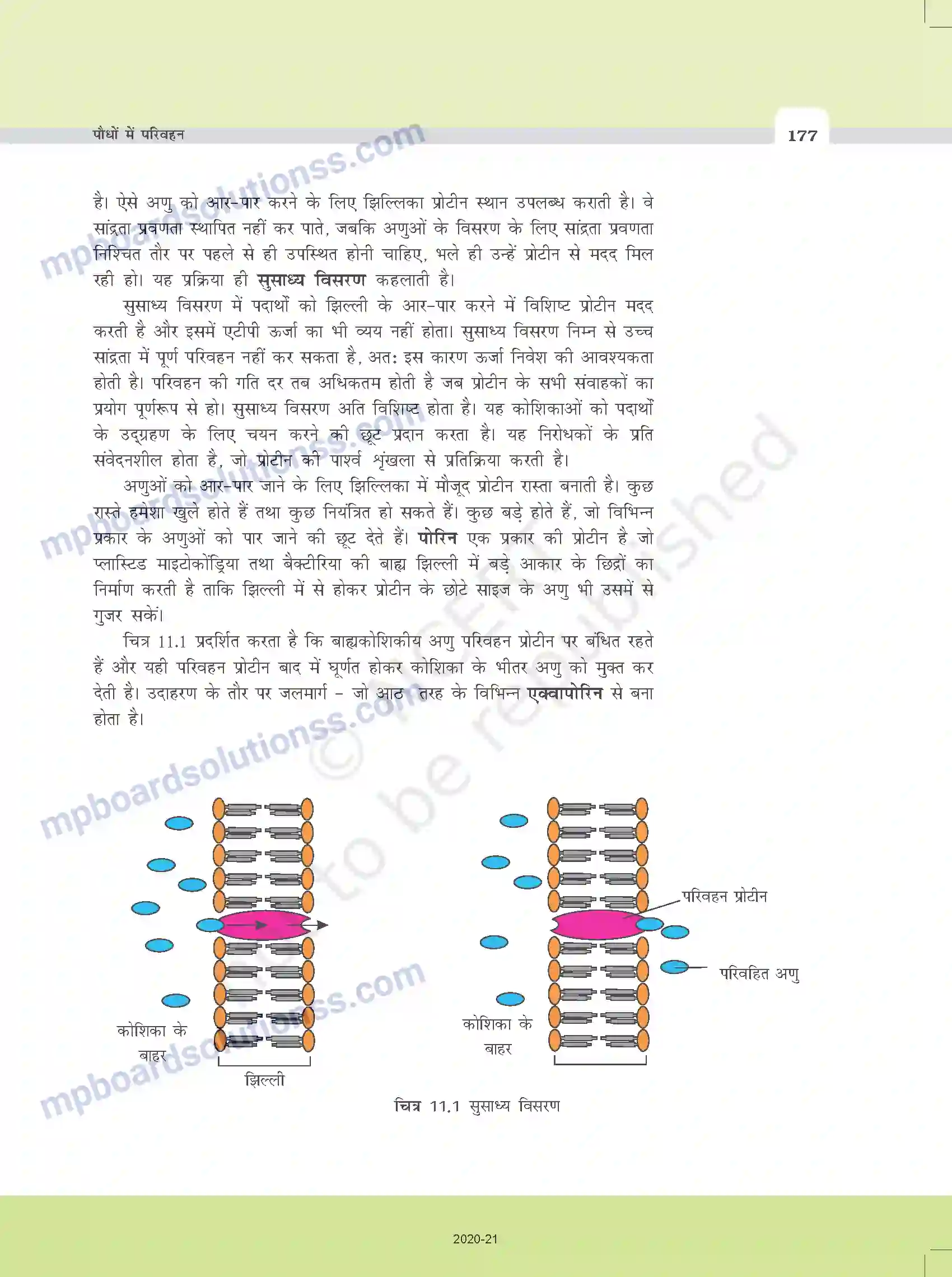 MP Board Book for Class 11 Biology पौधों में परिवहन Image 5