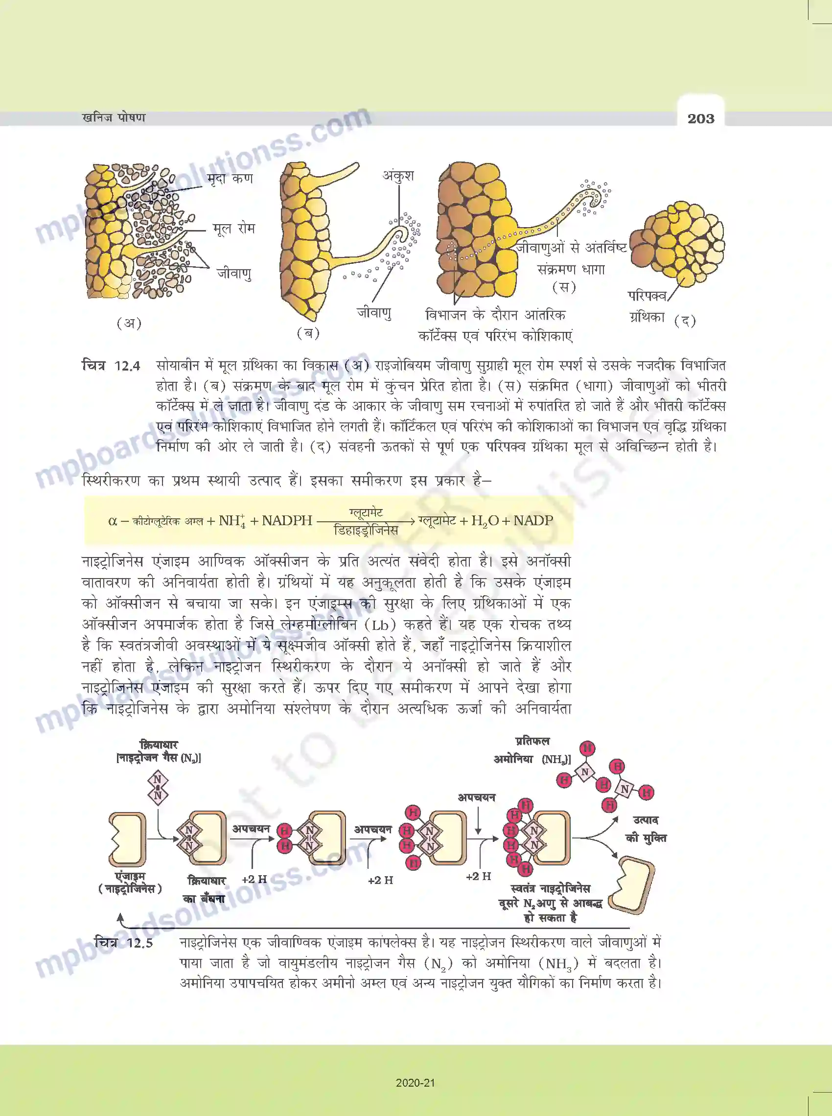 MP Board Book for Class 11 Biology खनिज पोषण Image 10