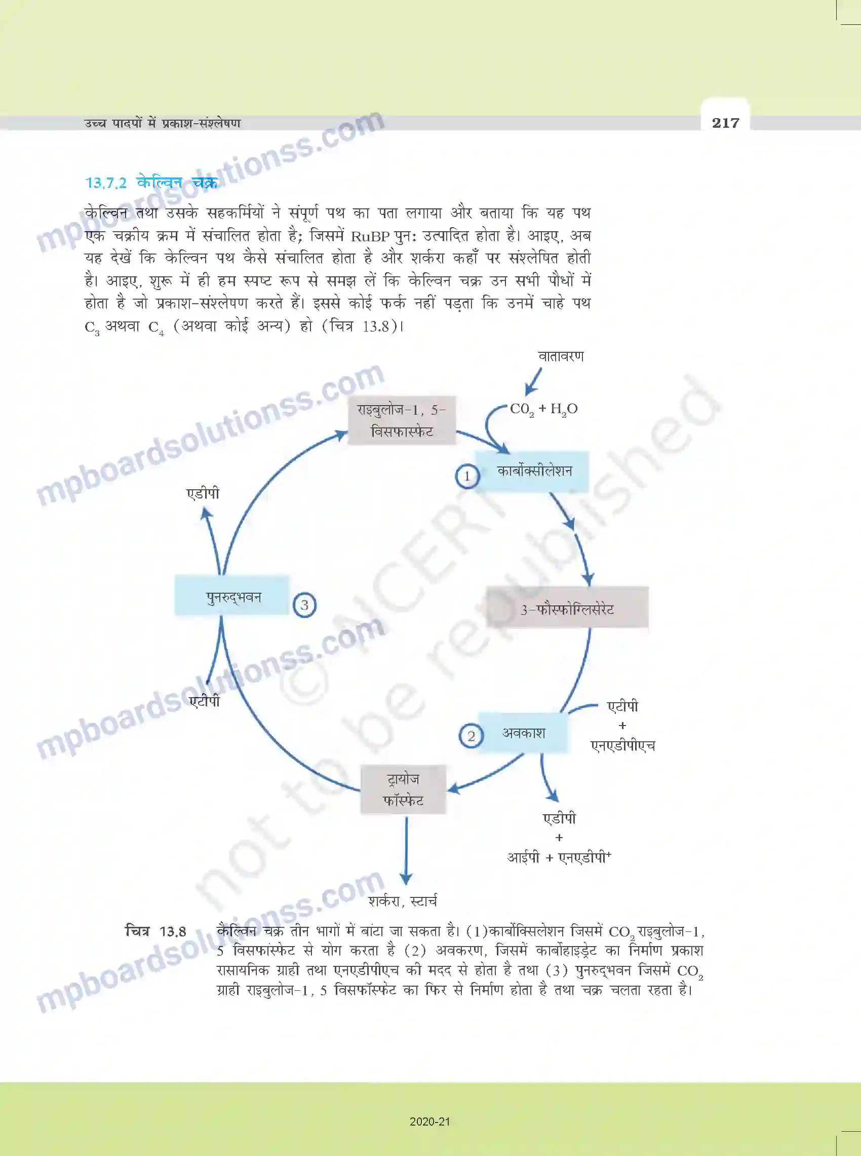MP Board Book for Class 11 Biology उच्च पादपों में प्रकाश-संश्लेषण Image 12