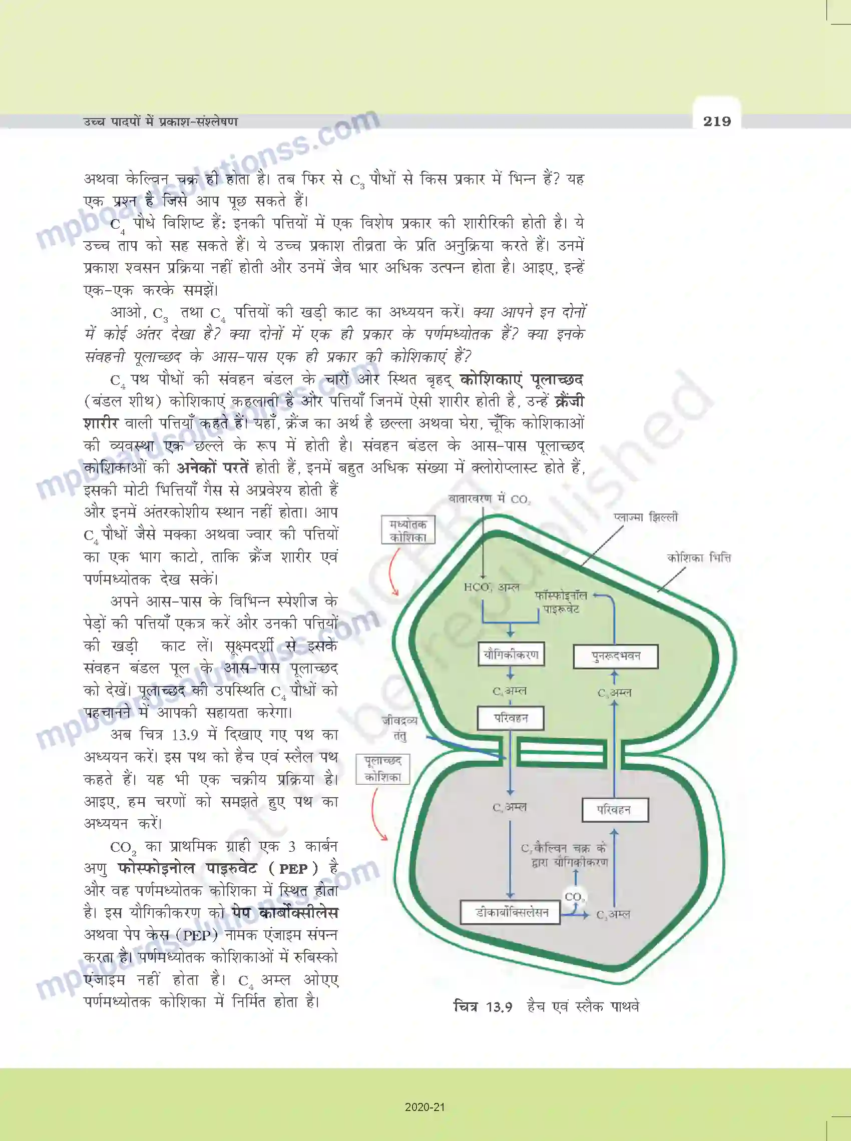 MP Board Book for Class 11 Biology उच्च पादपों में प्रकाश-संश्लेषण Image 14