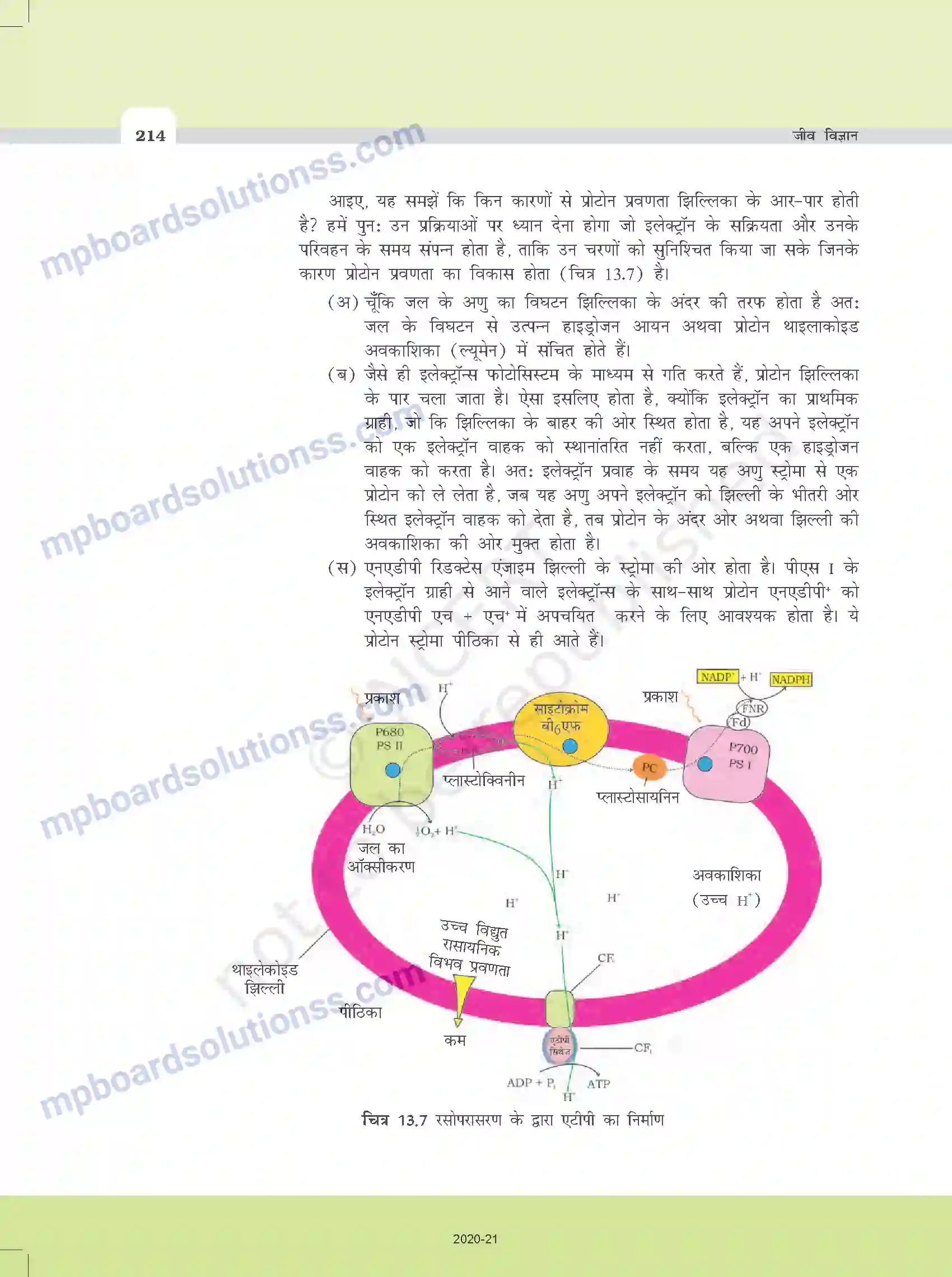 MP Board Book for Class 11 Biology उच्च पादपों में प्रकाश-संश्लेषण Image 9