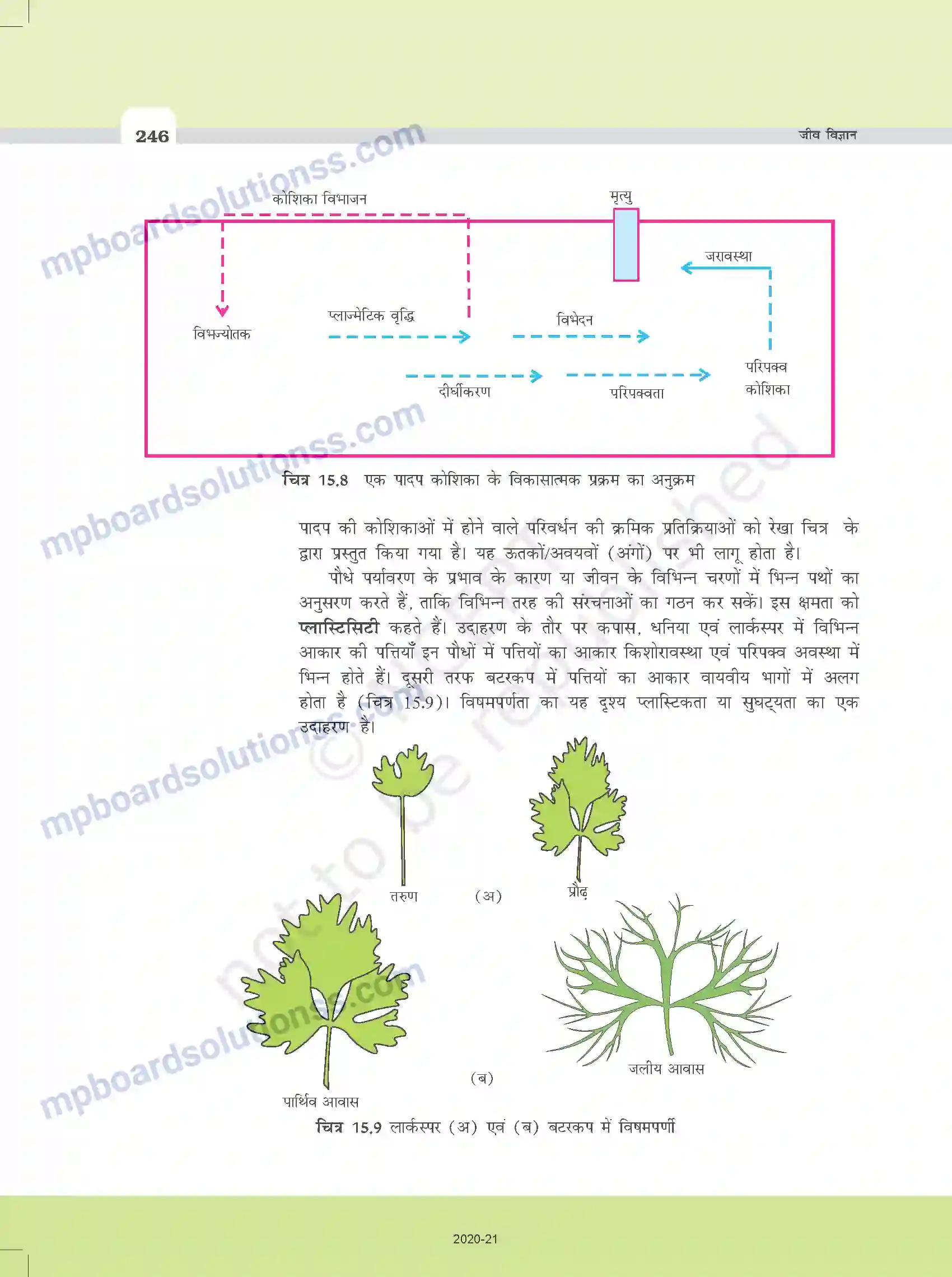 MP Board Book for Class 11 Biology पादप वृद्धि एवं परिवर्धन Image 8