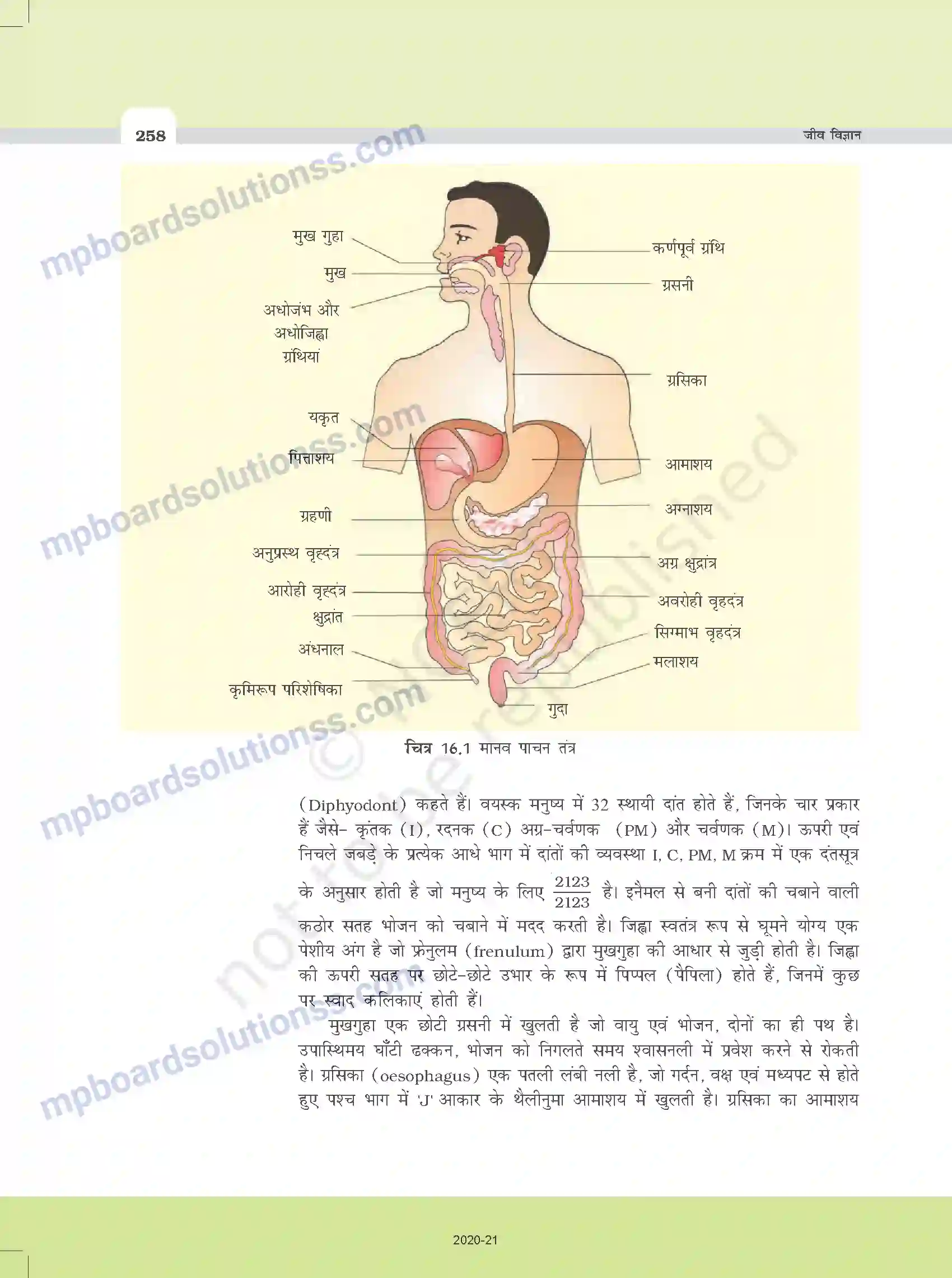 MP Board Book for Class 11 Biology पाचन एवं अवशोषण Image 4